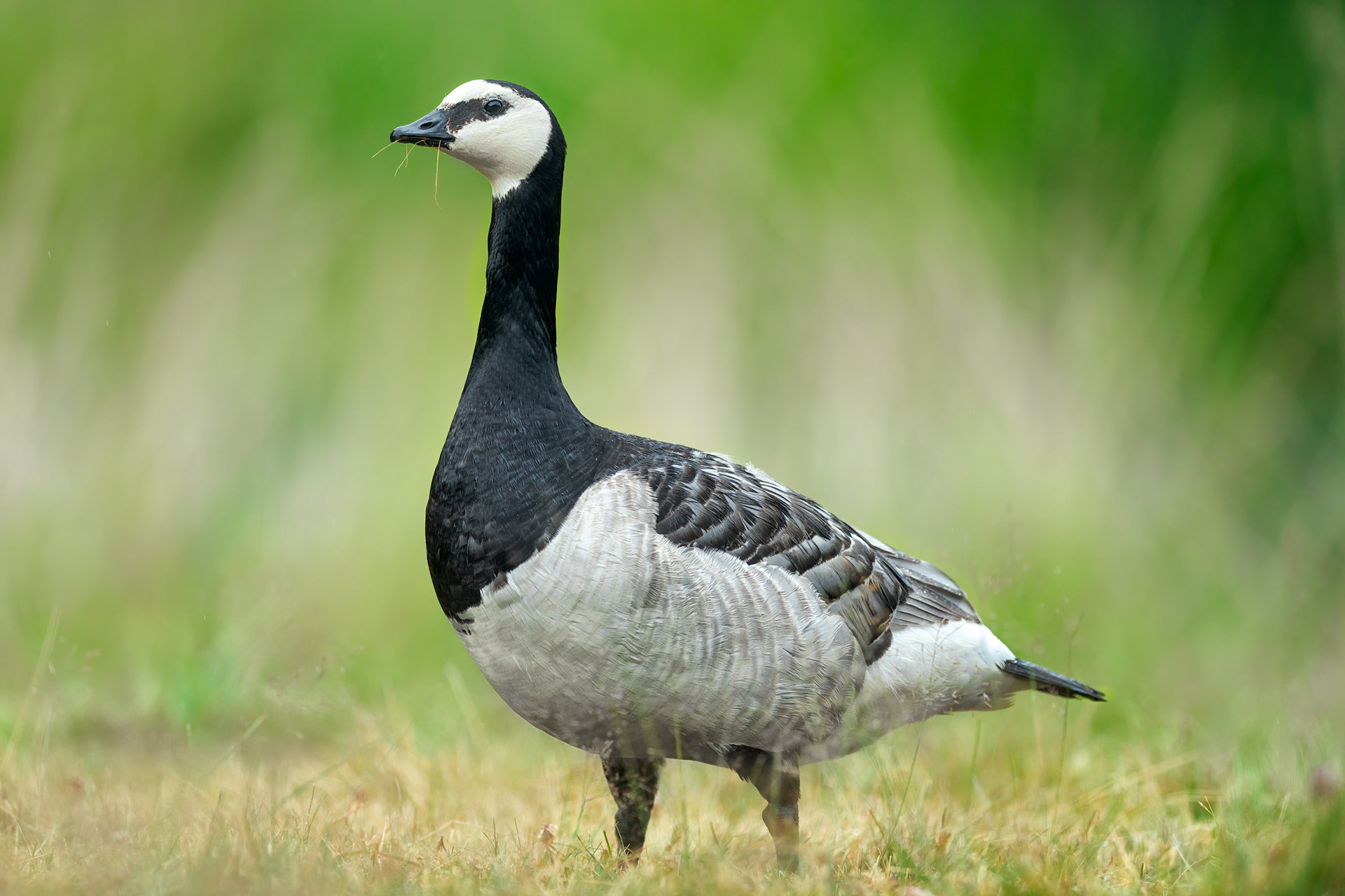 bird, barnacle goose, Ruissalo, Finland