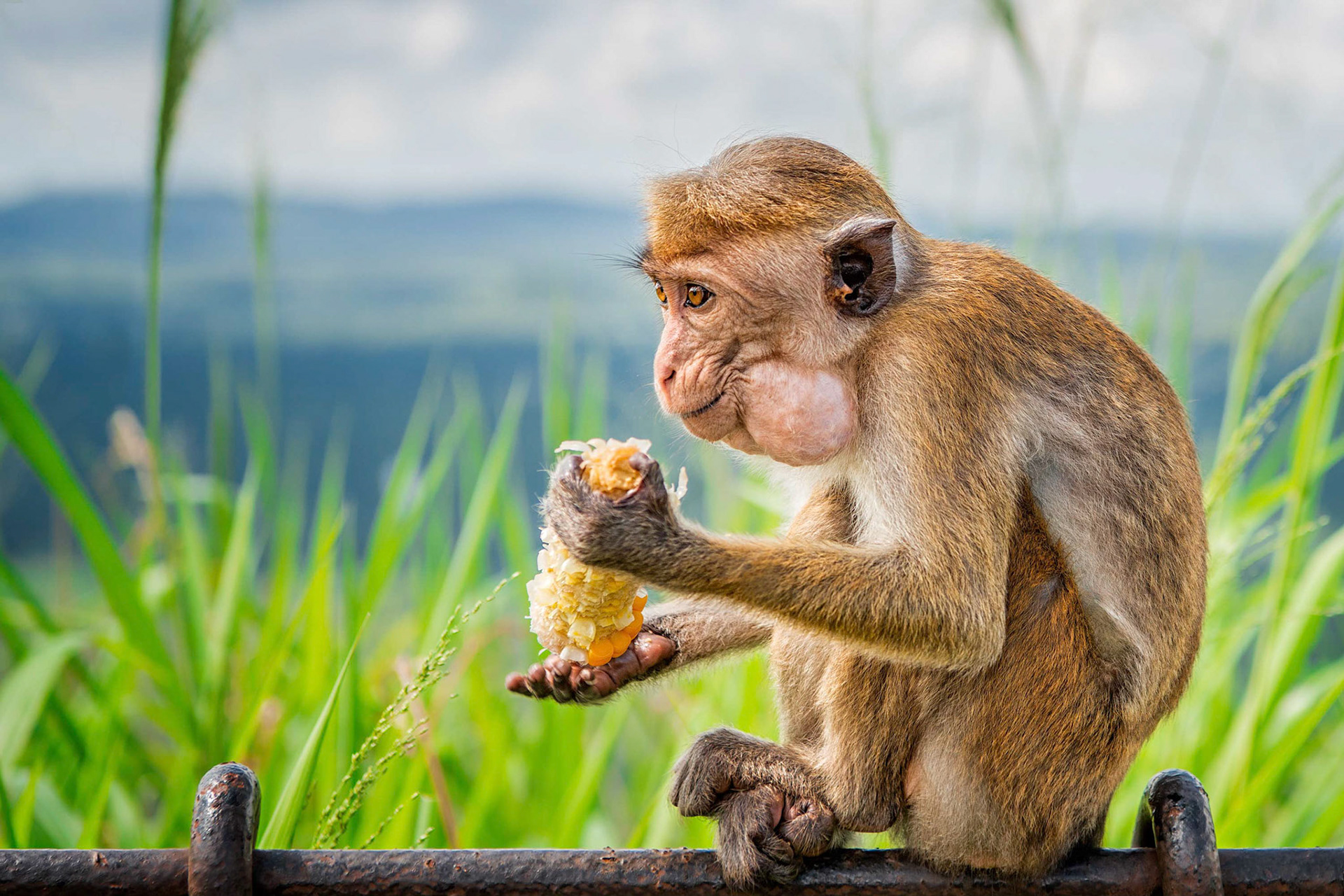 Toque Macaque (Sigiriya, Sri Lanka)