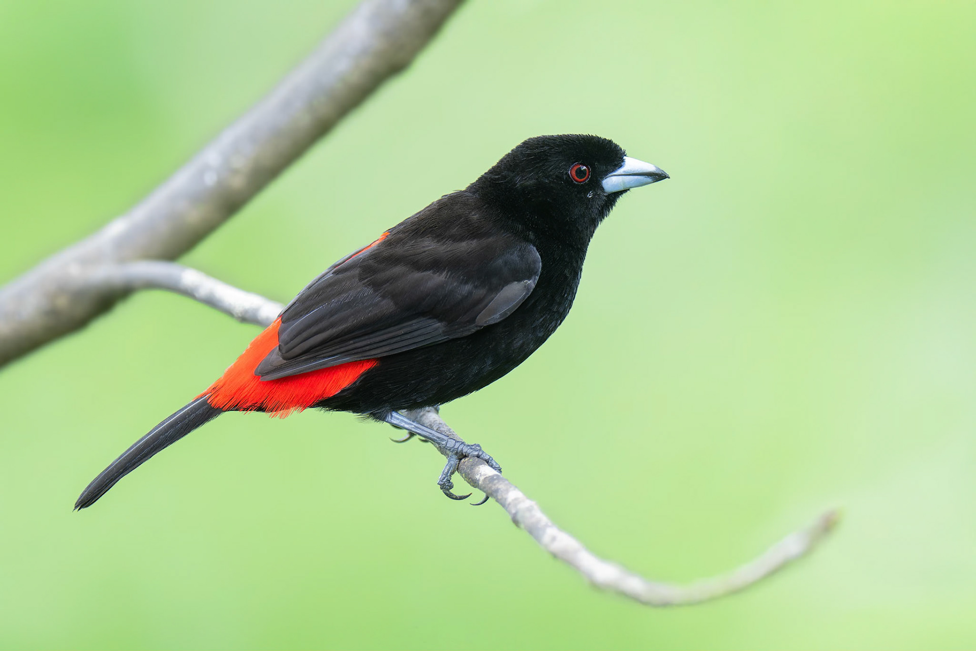 Scarlet-rumped Tanager (Arenal, Costa Rica)