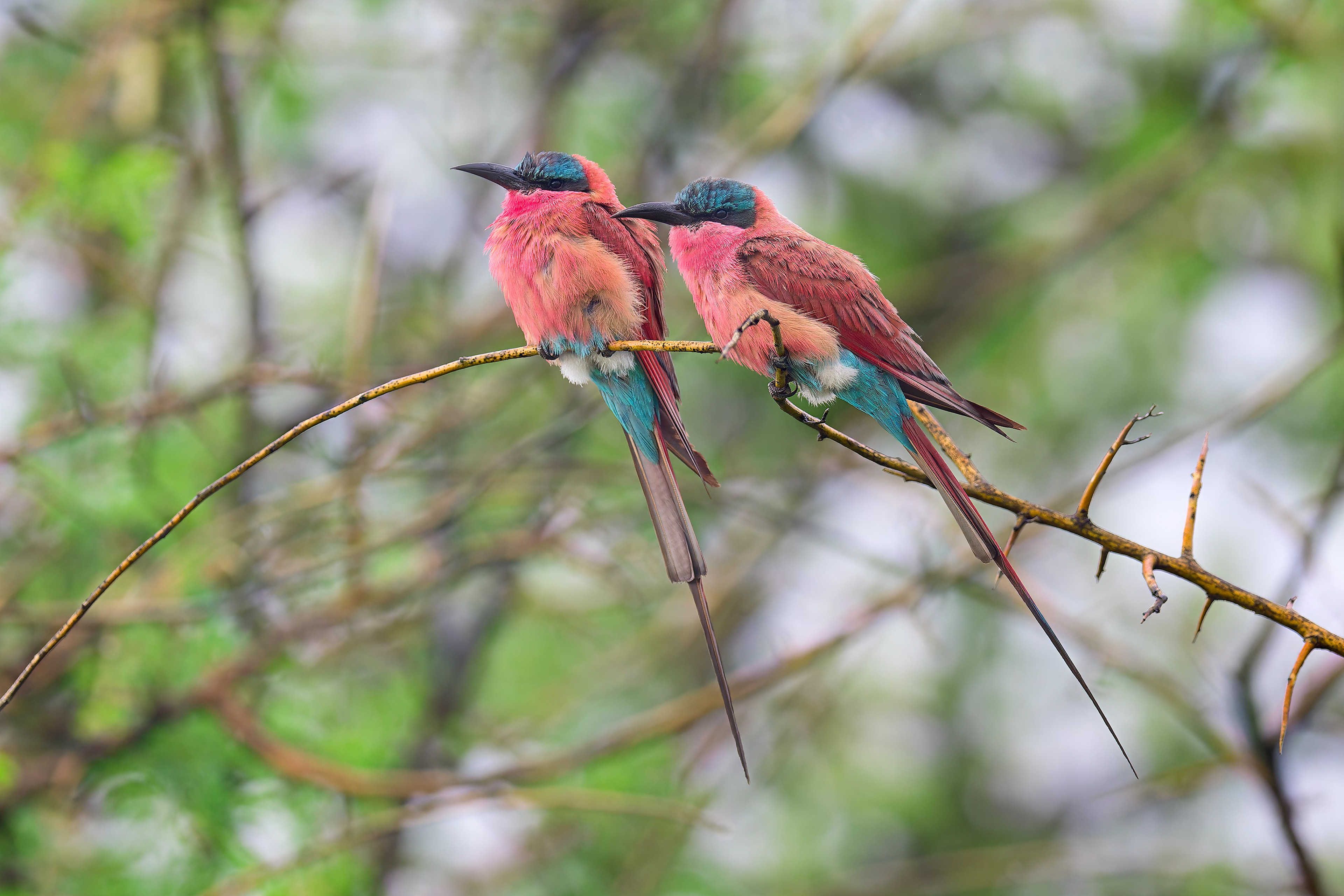 Southern Carmine Bee-eater (Bwabwata, Namibia)