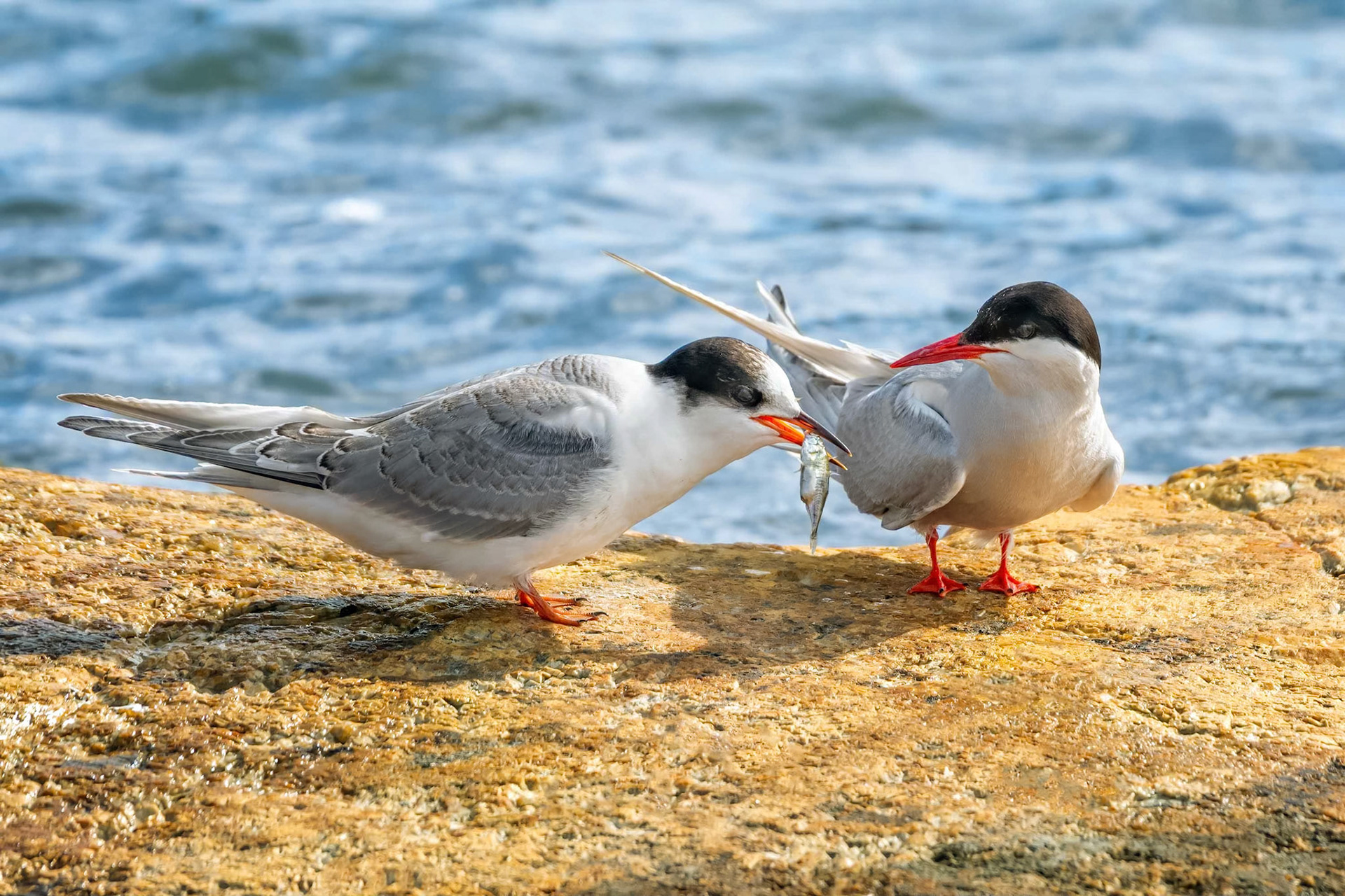 Arctic Tern (Kustavi, Finland)