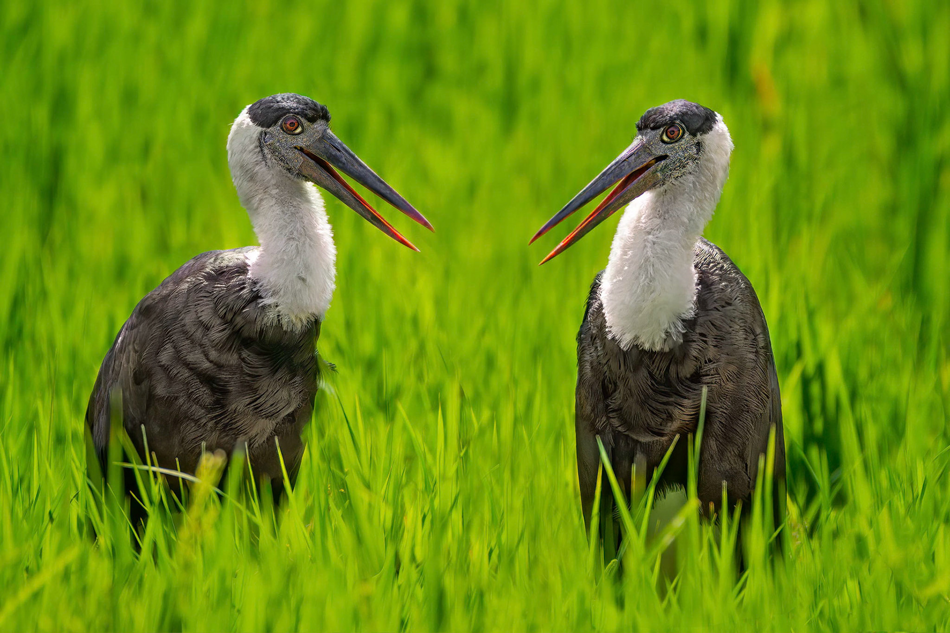 Wooly-necked Stork (Buduruwagala, Sri Lanka)