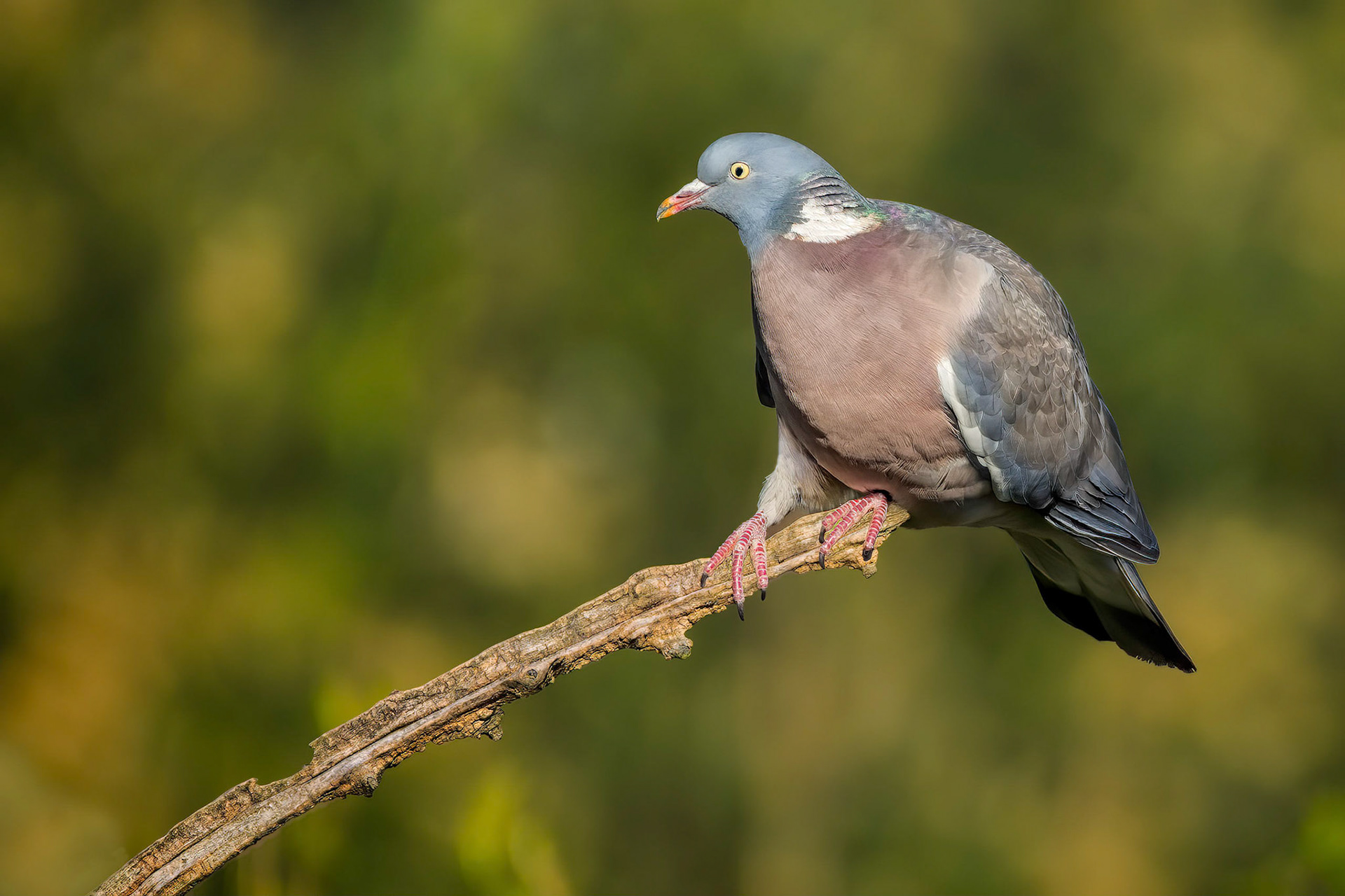 Common Wood-pigeon (Brussels, Belgium)