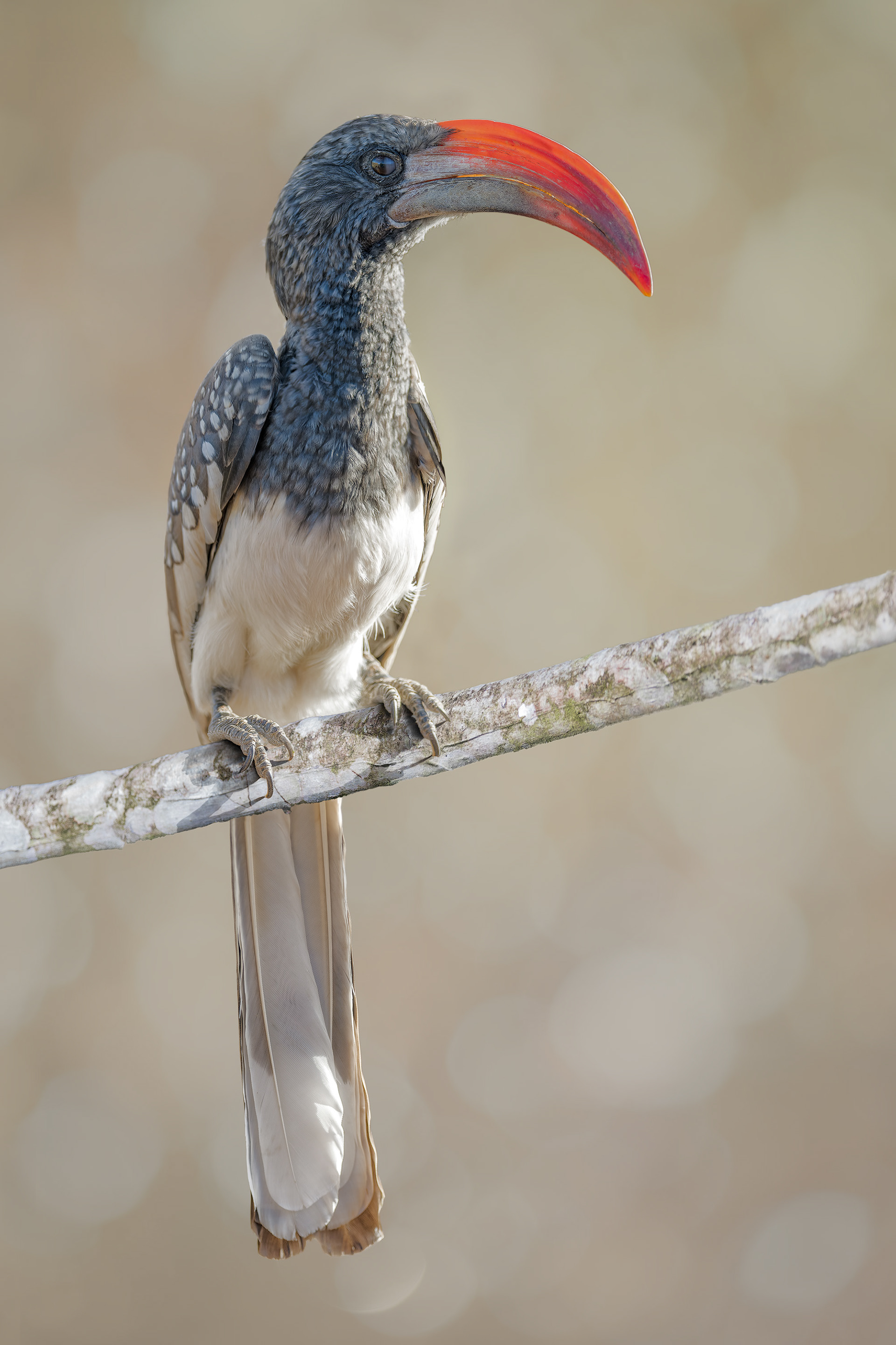 Monteiro's Hornbill (Omaruru, Namibia)