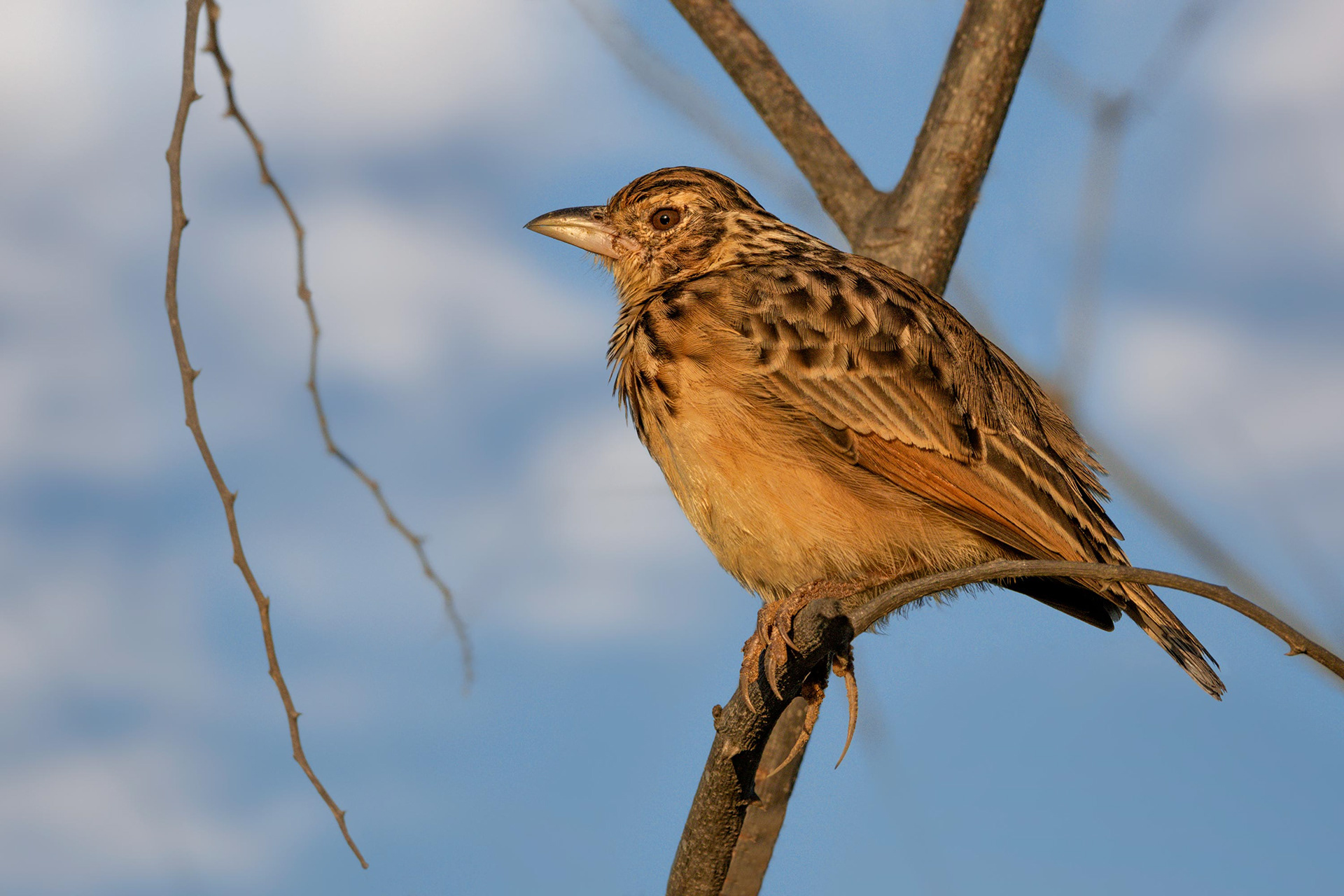 bird, oriental skylark, Udawalawa, Sri Lanka
