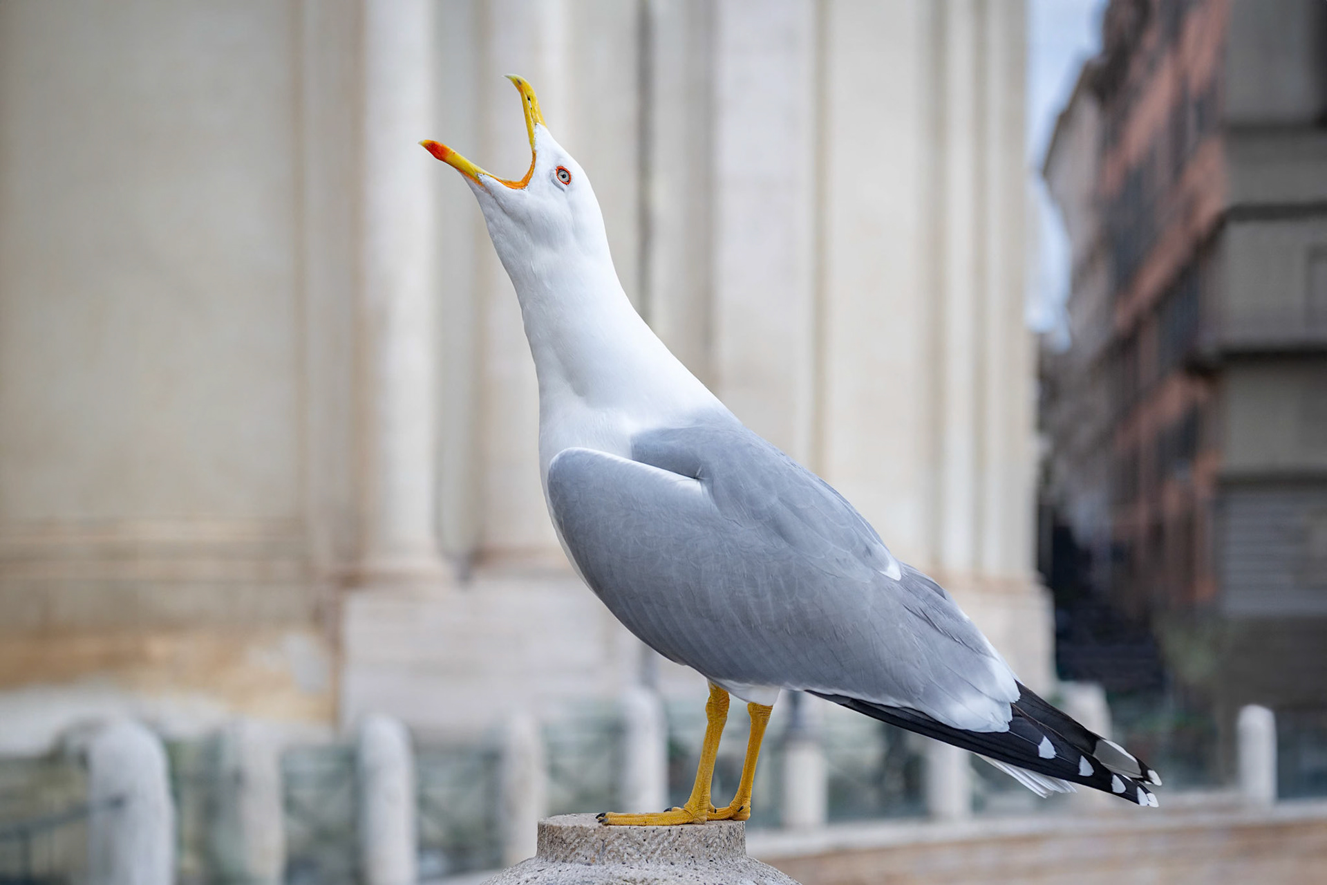 Herring Gull (Rome, Italy)