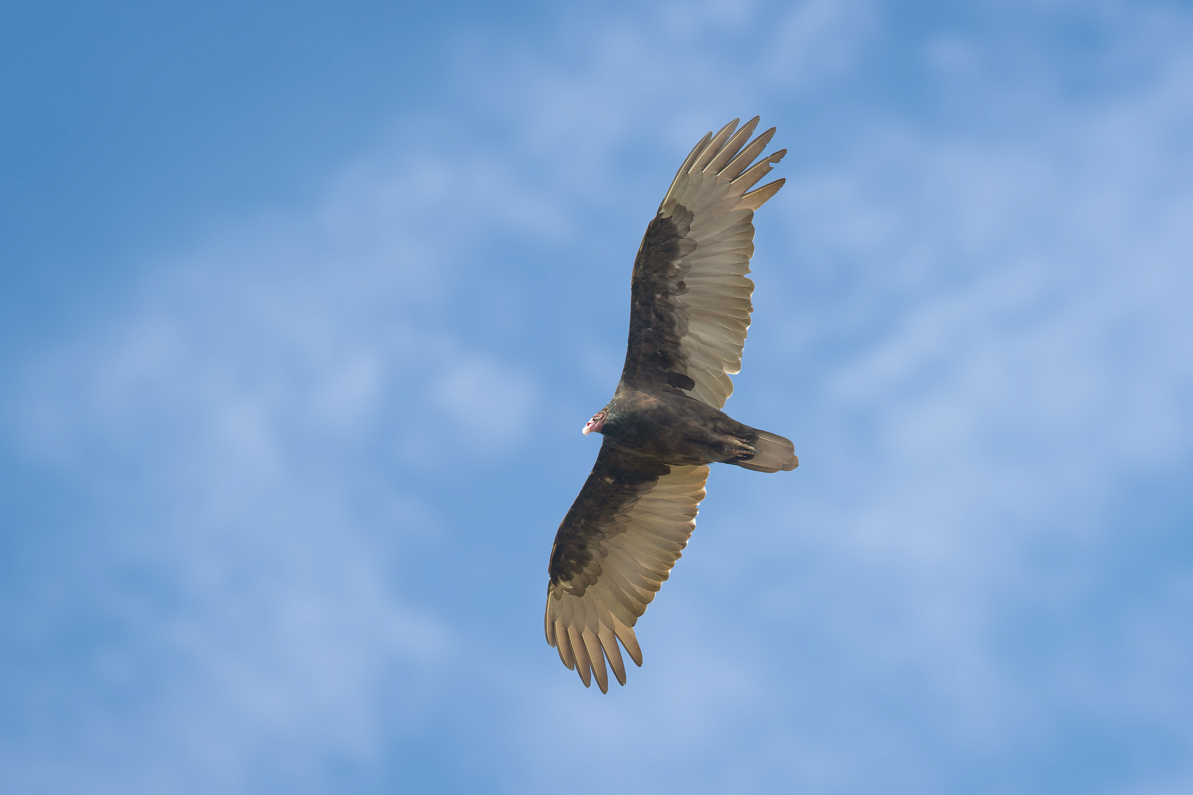 Turkey Vulture (Savegre, Costa Rica)