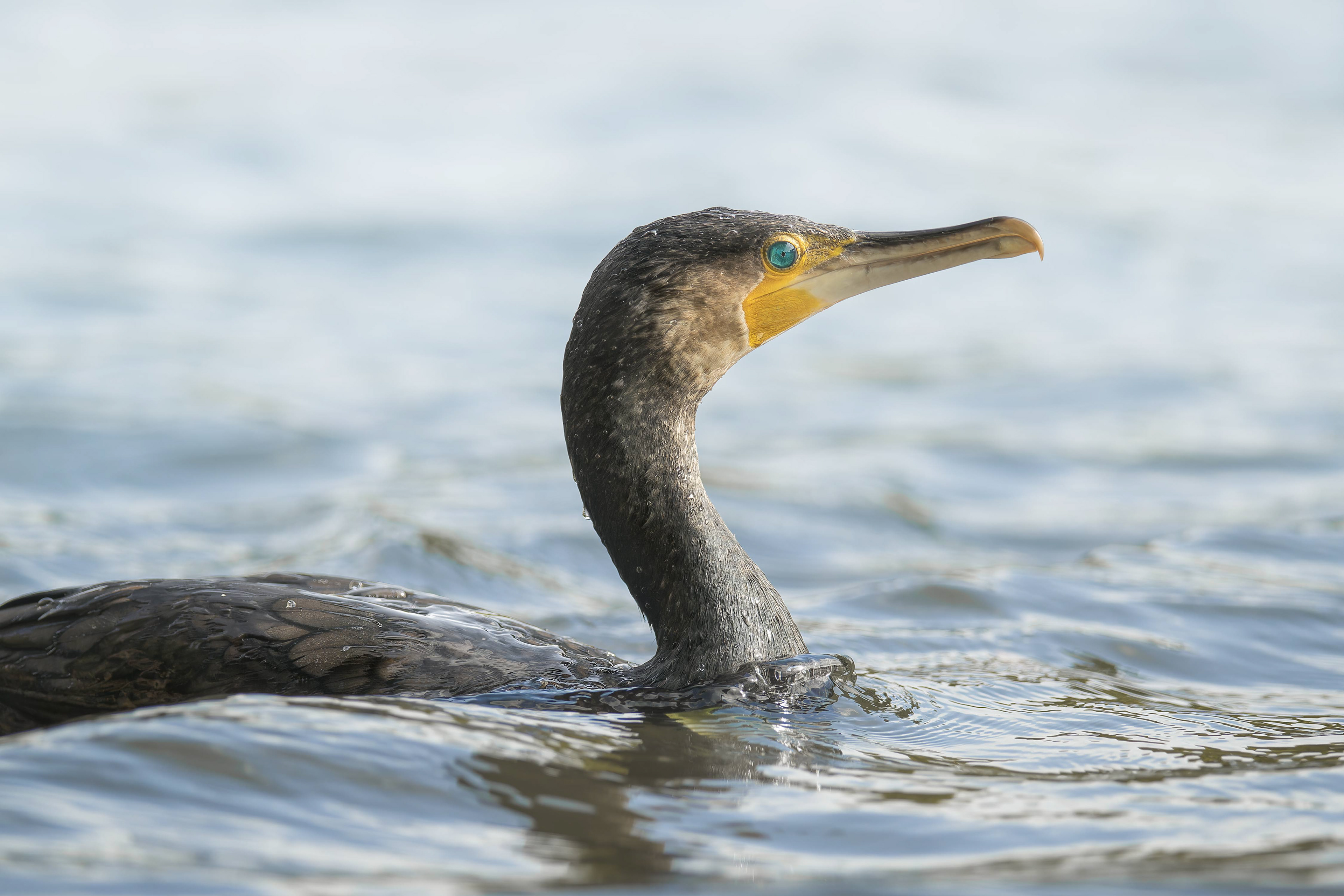 Great Cormorant (Brussels, Belgium)