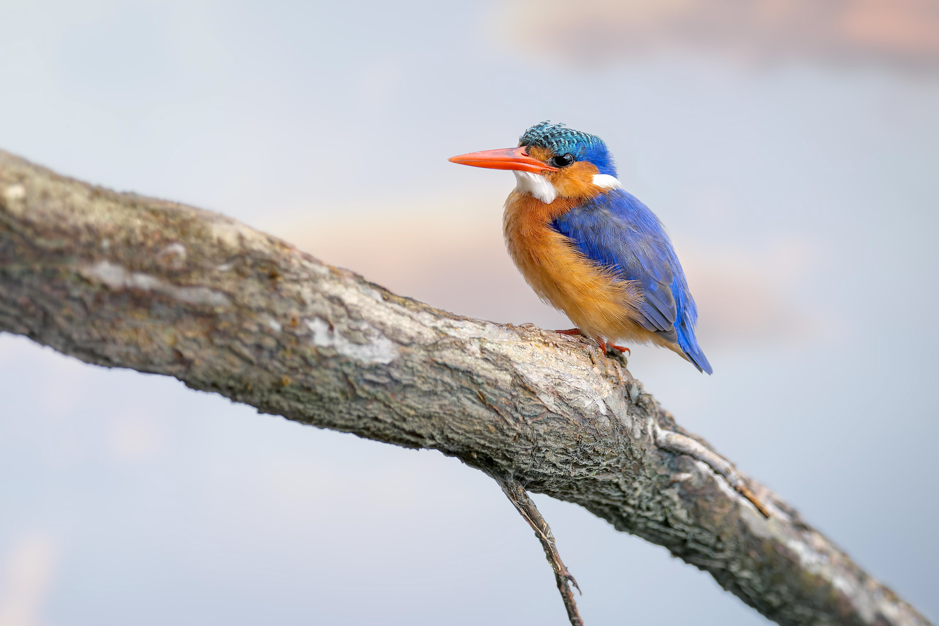 Malachite Kingfisher (Shakawe, Botswana)