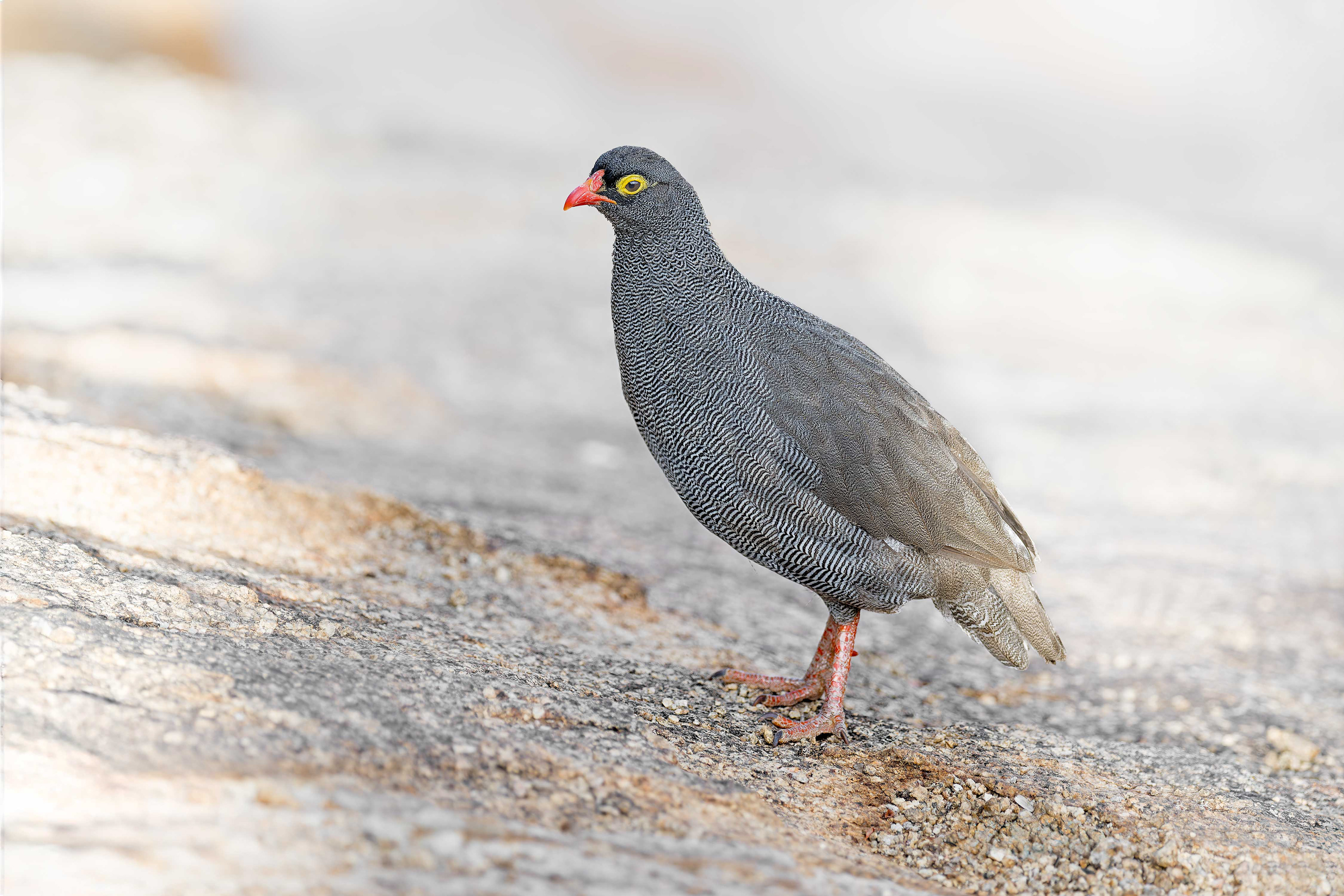Red-billed Spurfowl (Omaruru, Namibia)