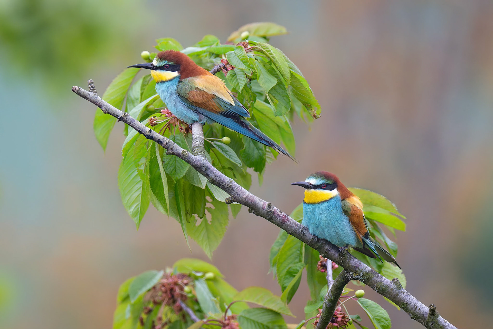 European Bee-eater (Olomouc, Czech Republic)