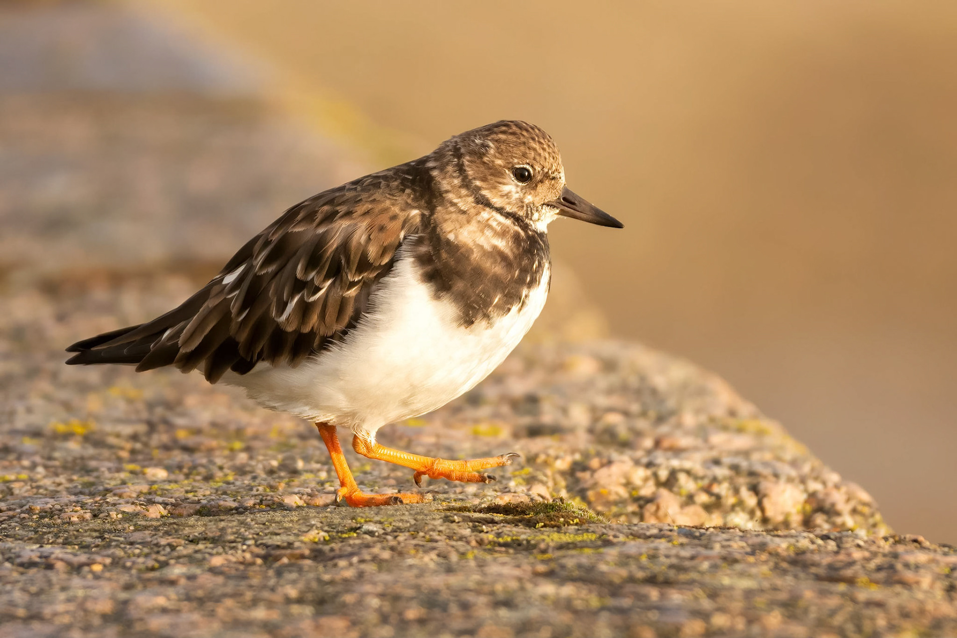 Ruddy Turnstone (Camaret-sur-Mer, France)