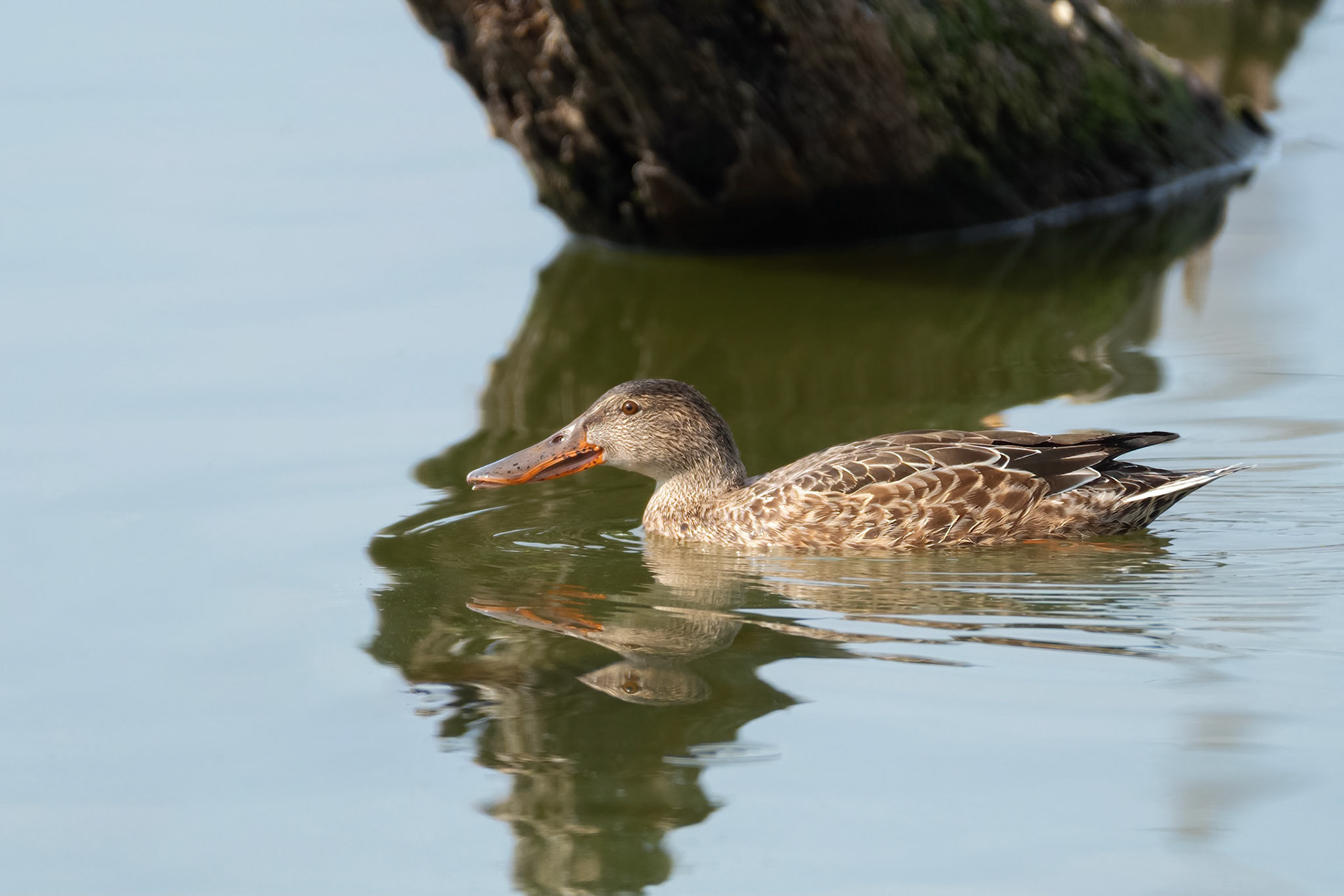 Northern Shoveler (Harchies, Belgium)