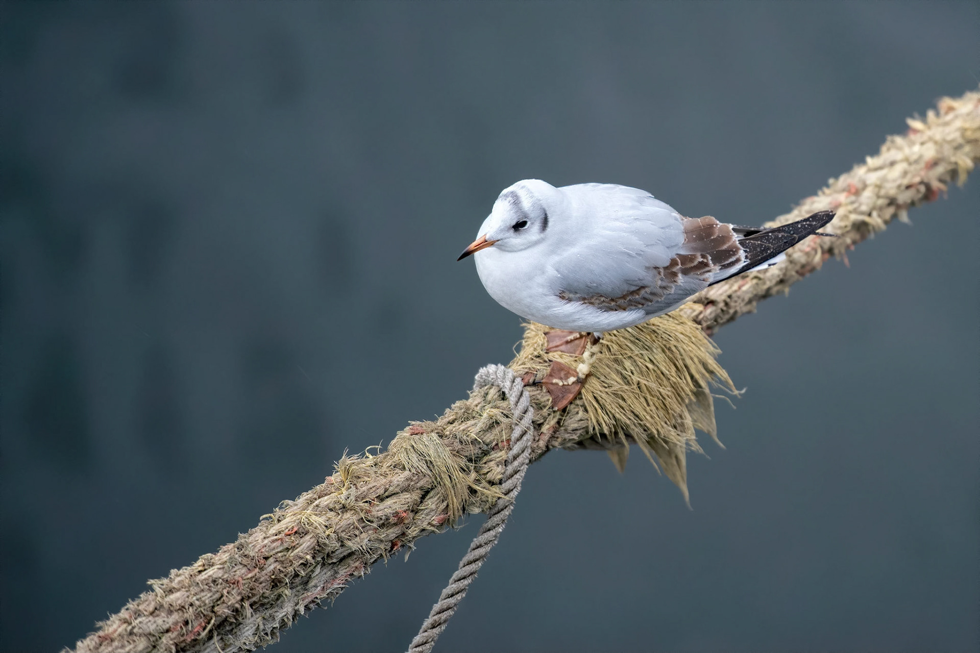 Black-headed Gull (Prague, Czech Republic)