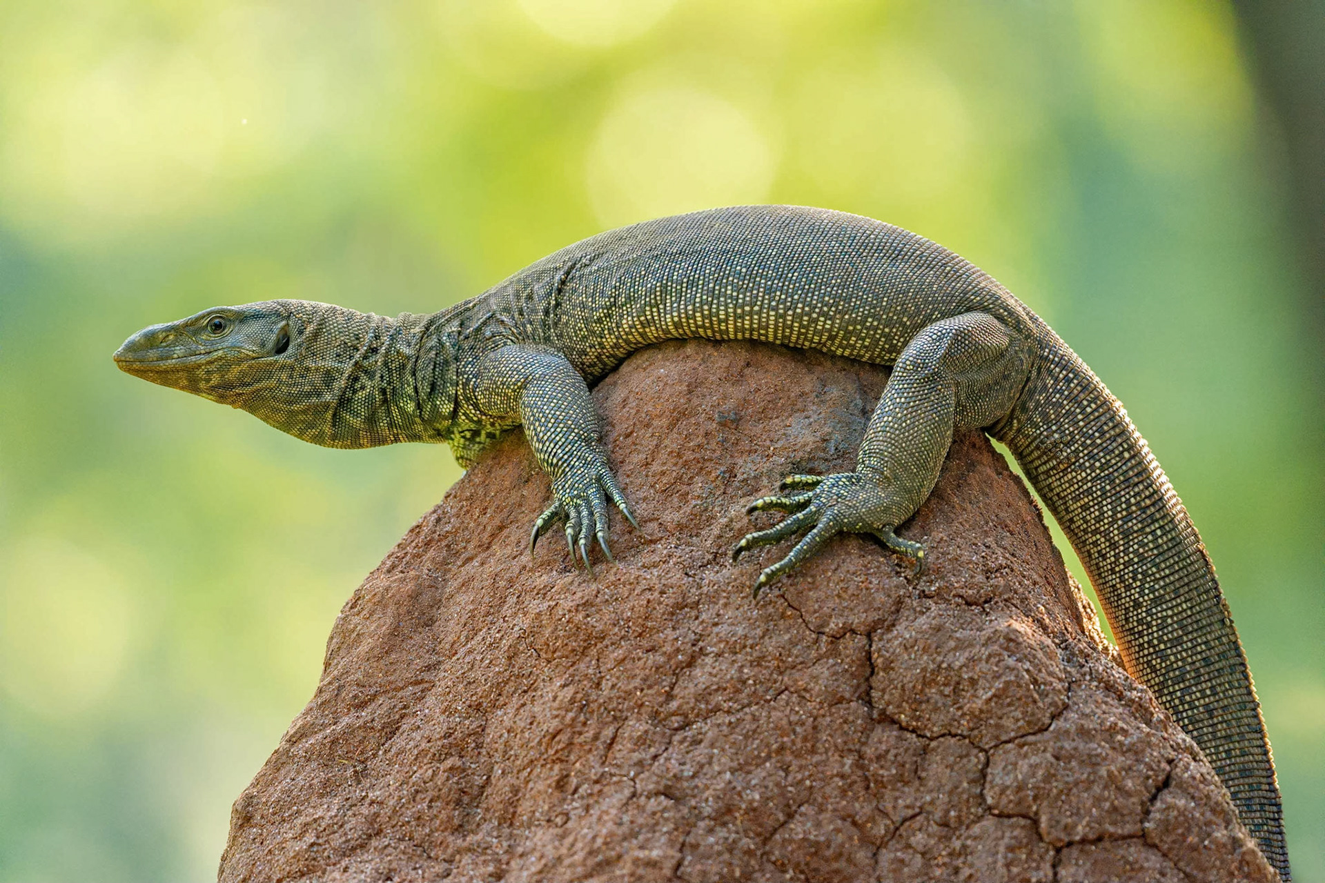Bengal Monitor (Habarana, Sri Lanka)