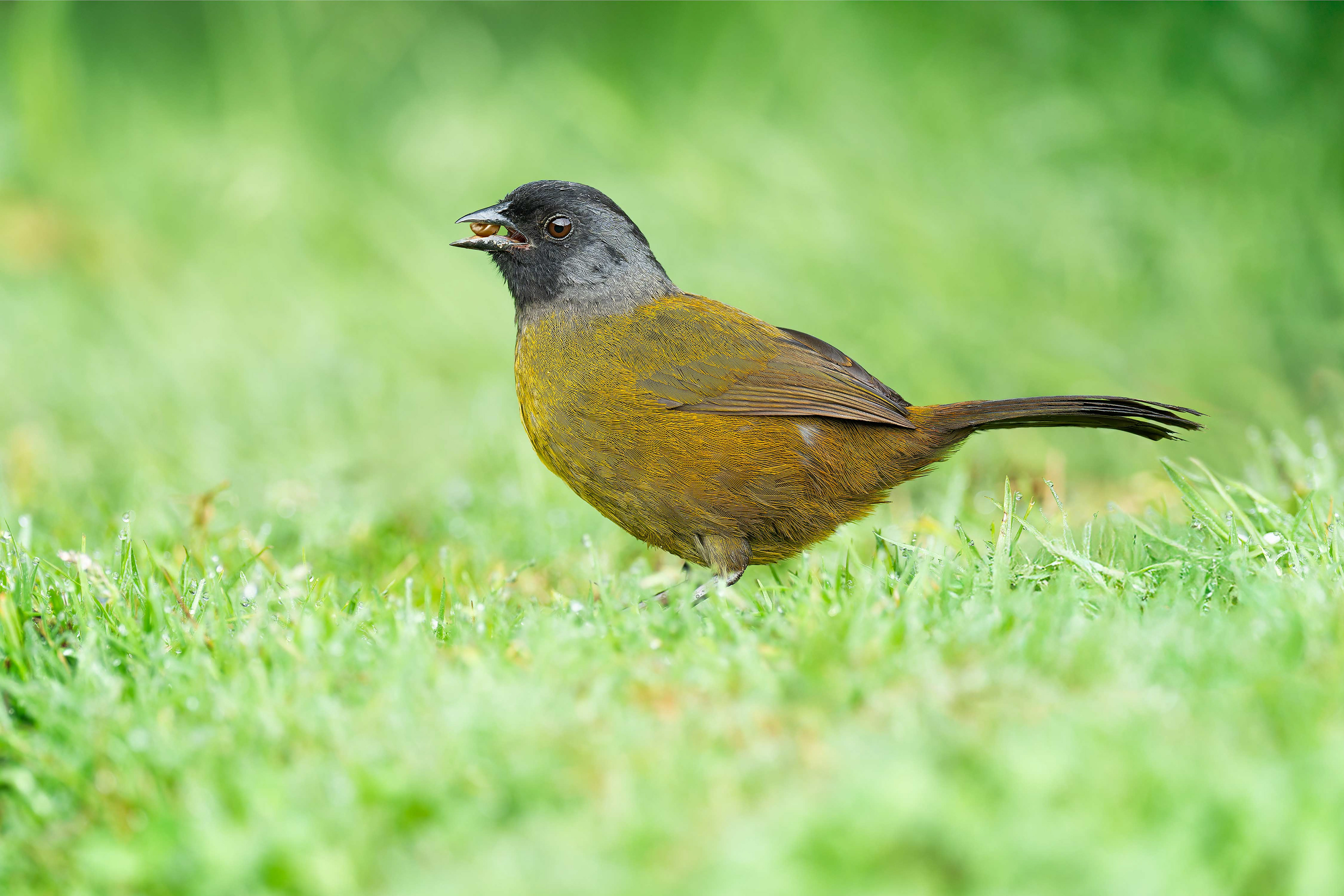 Large-footed Finch (Arenal, Costa Rica)