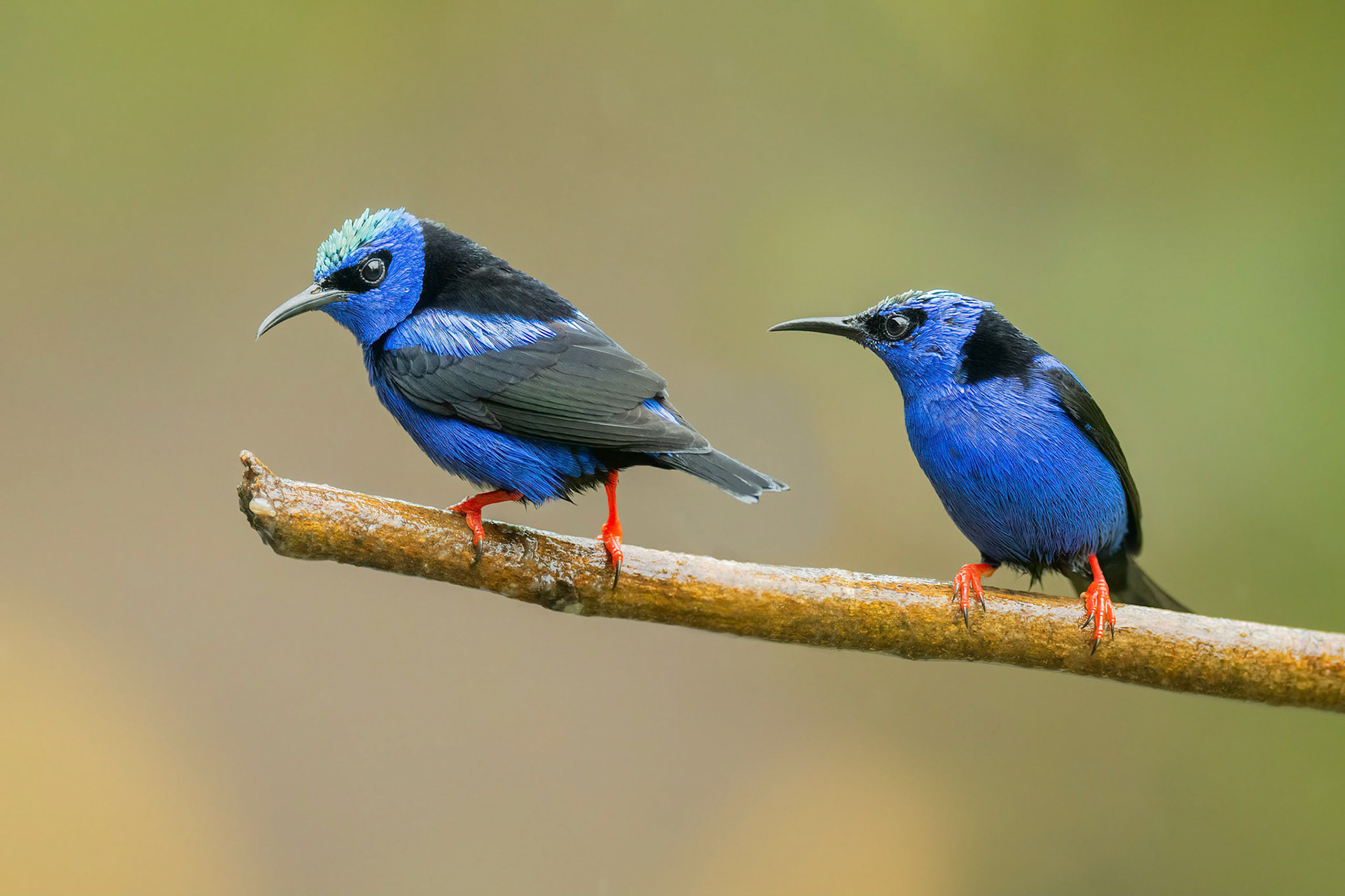 Red-legged Honeycreeper (Arenal, Costa Rica)