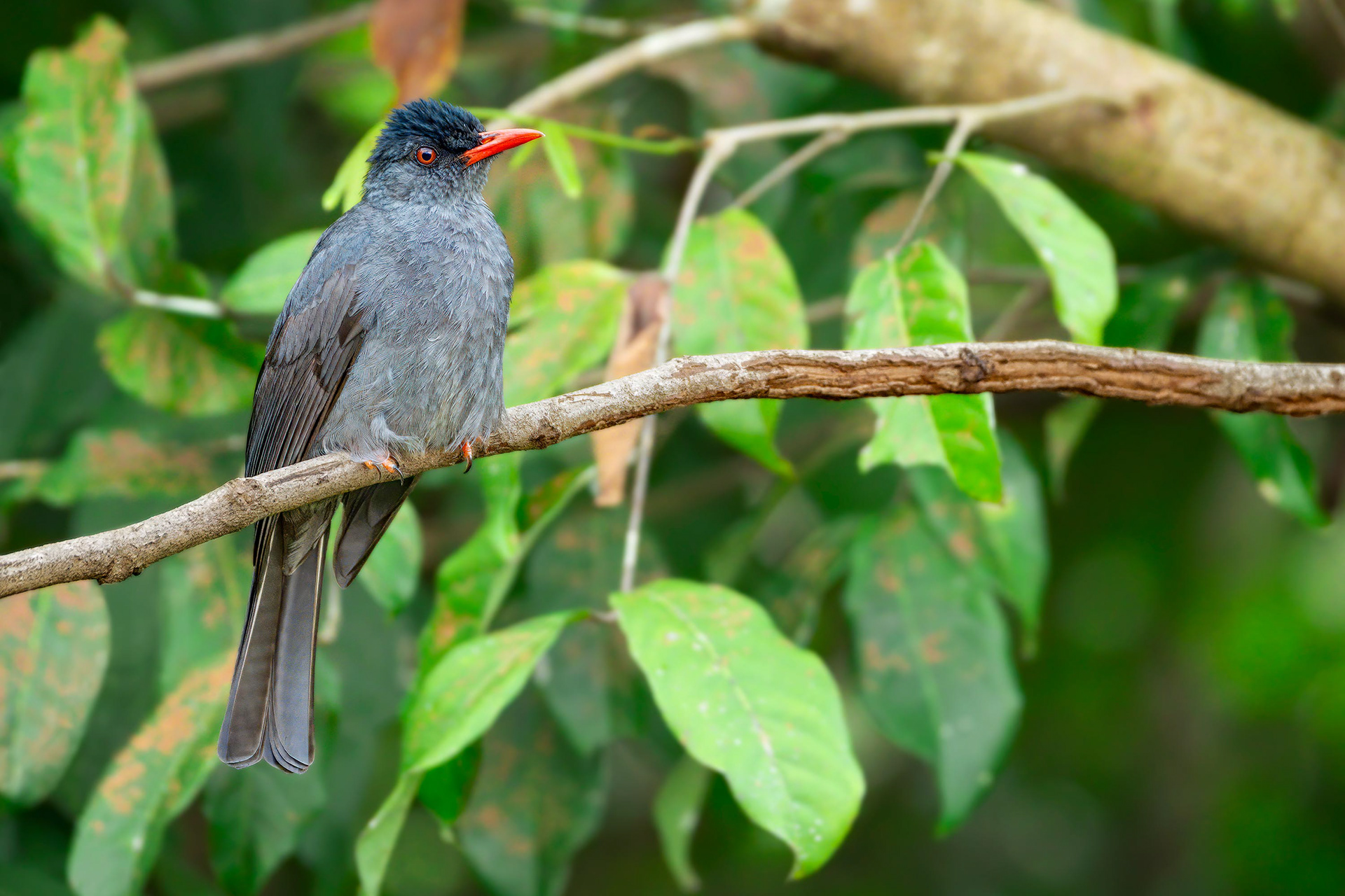 bird, black bulbul, Sinharaja, Sri Lanka