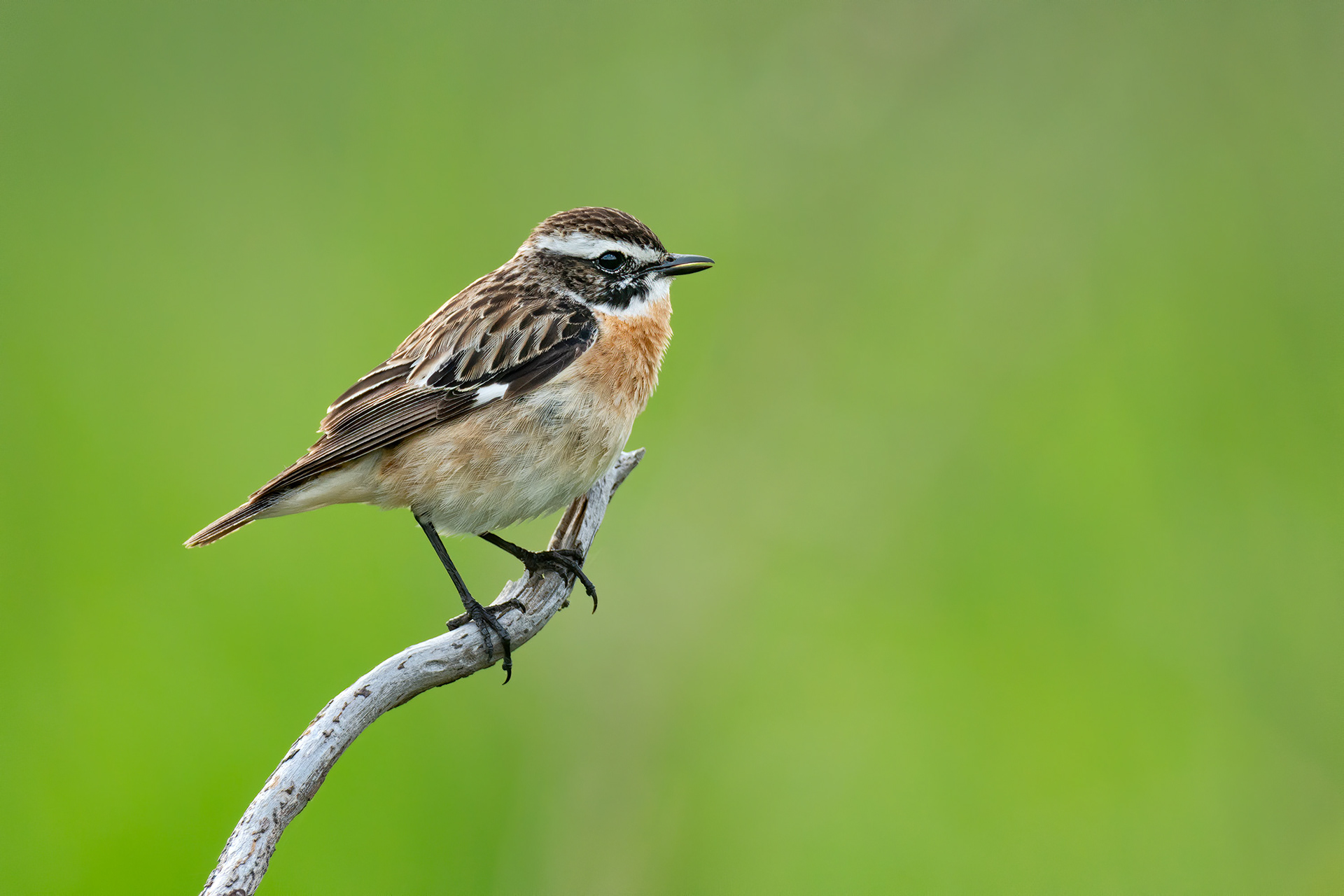 bird, whinchat, male, Masku, Finland
