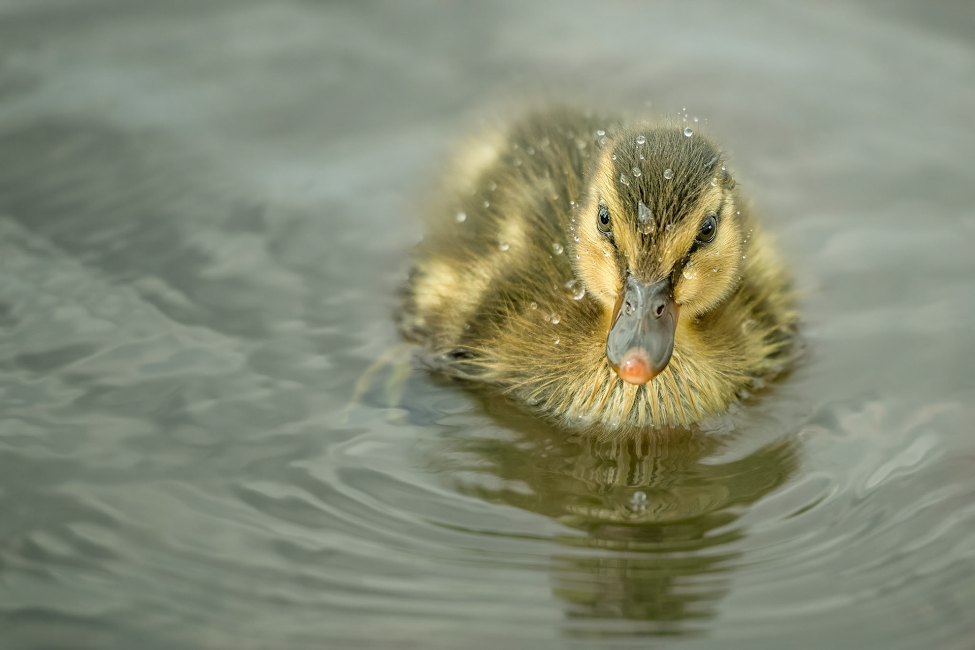 Mallard (Saint Valery sur Somme, France)