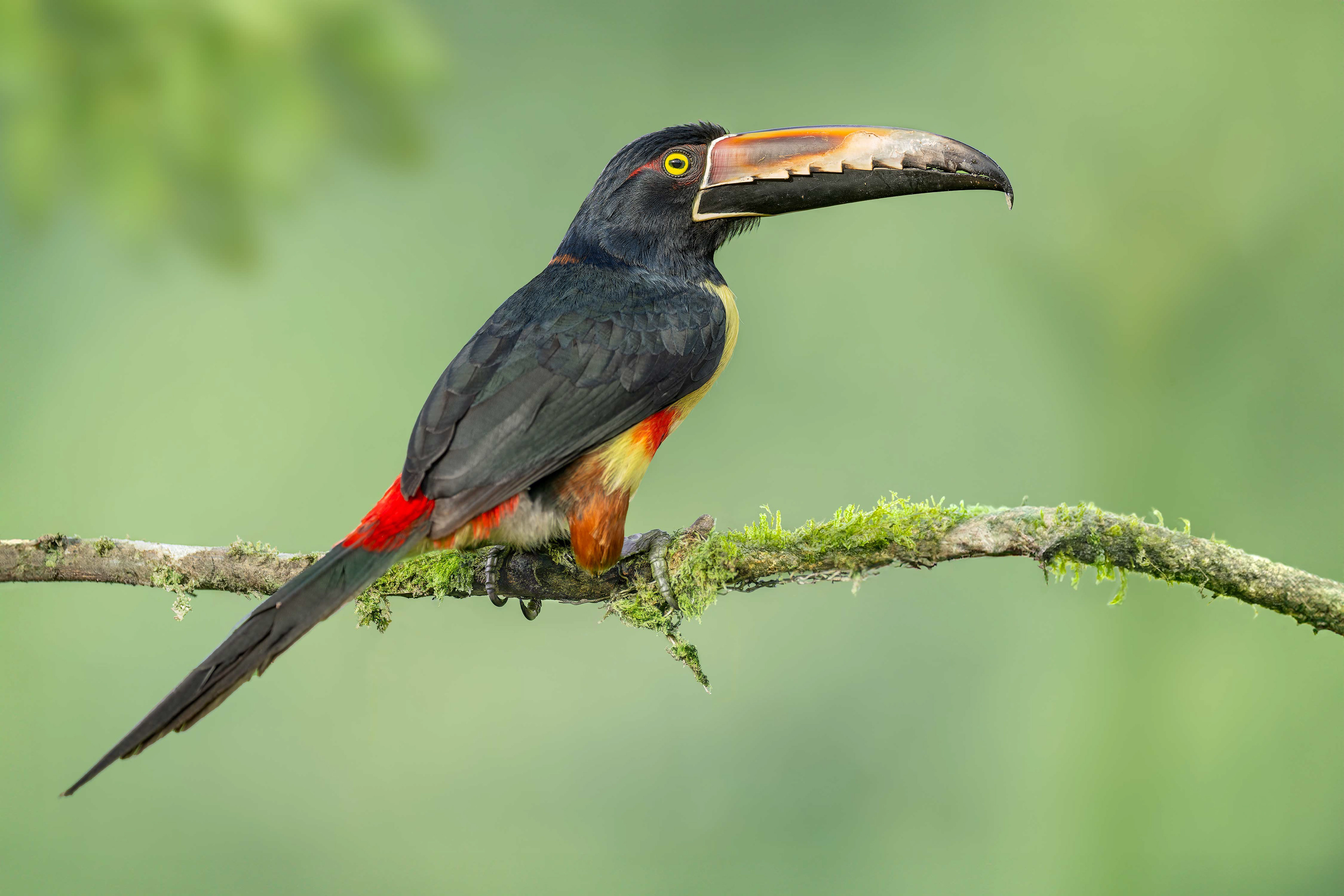 Collared Aracari (Boca Tapada, Costa Rica)
