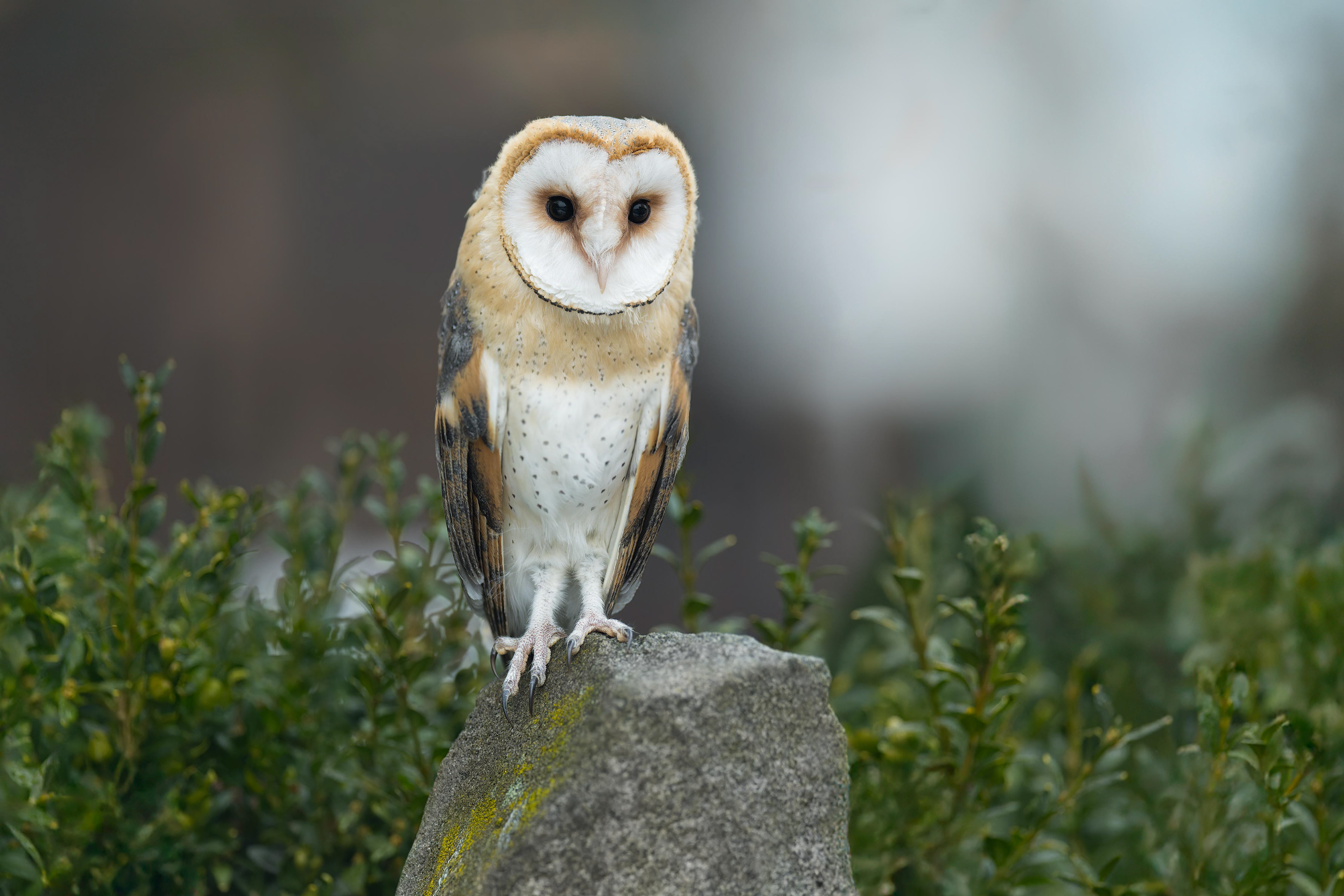 Western Barn Owl (bird in human care, Hlinsko, Czech Republic)