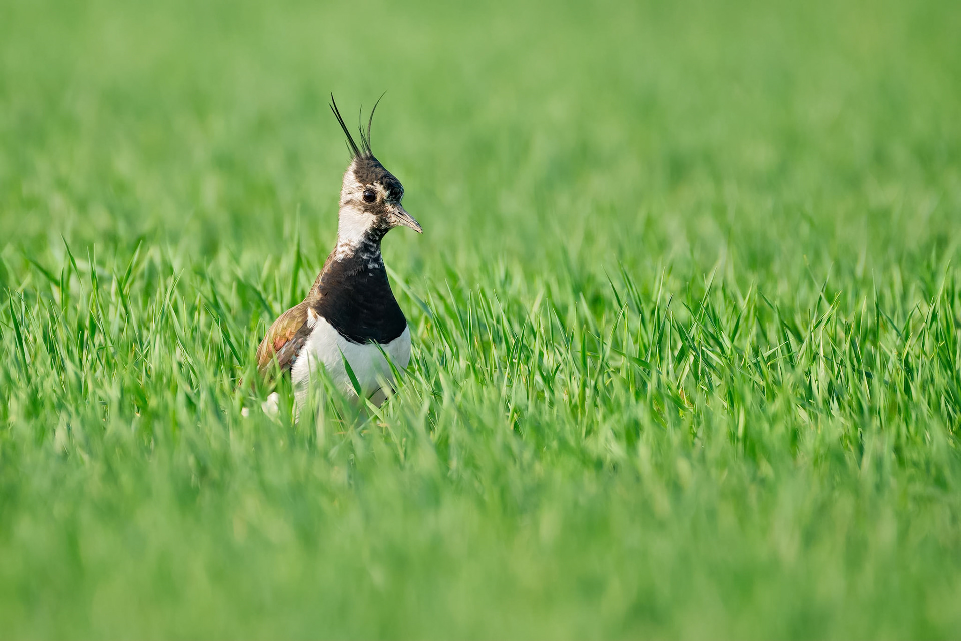 Northern Lapwing (Masku, Finland)