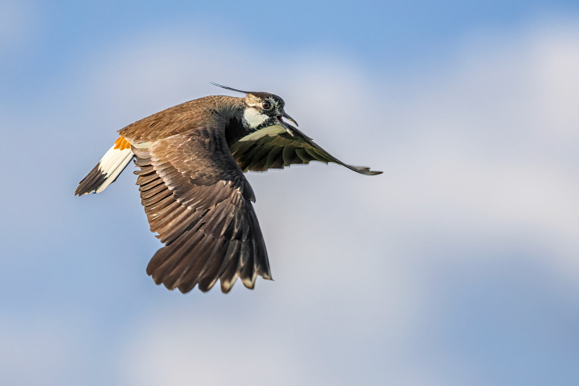 Northern Lapwing (Masku, Finland)