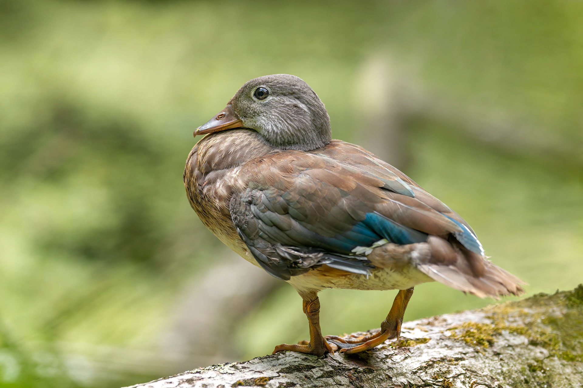 bird, mandarin duck, Brussels, Belgium