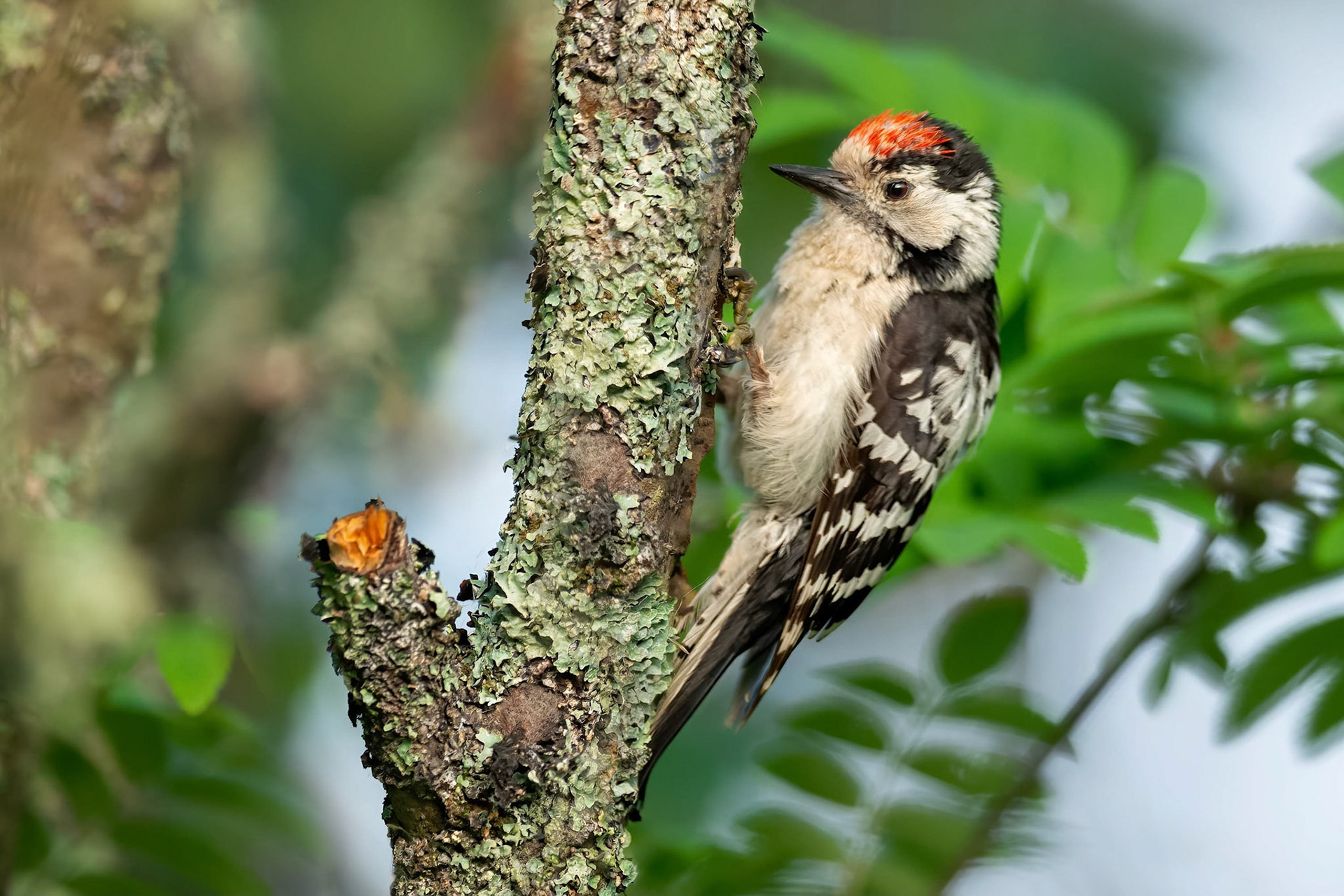 Lesser Spotted Woodpecker (Ruissalo, Finland)
