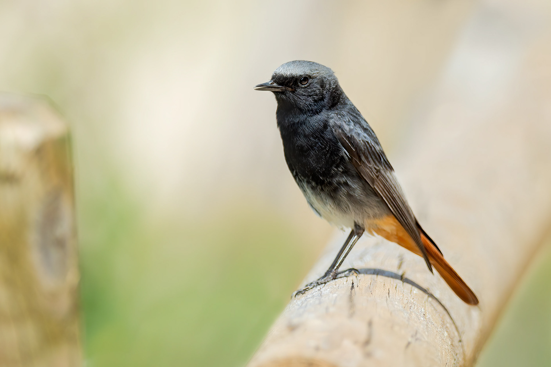 bird, common redstart, male, Briñas, Spain