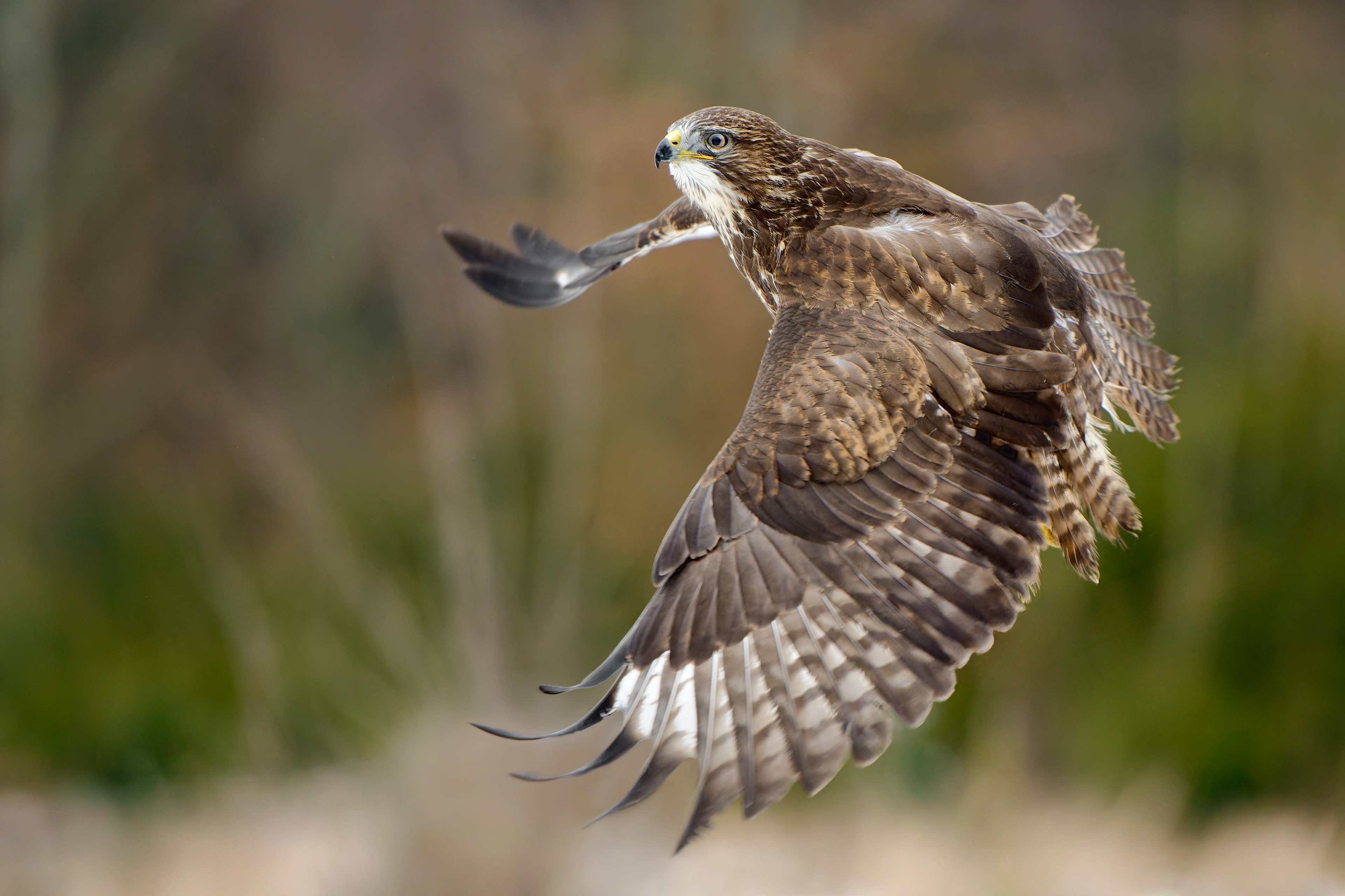 Common Buzzard (bird in human care, Hlinsko, Czech Republic)