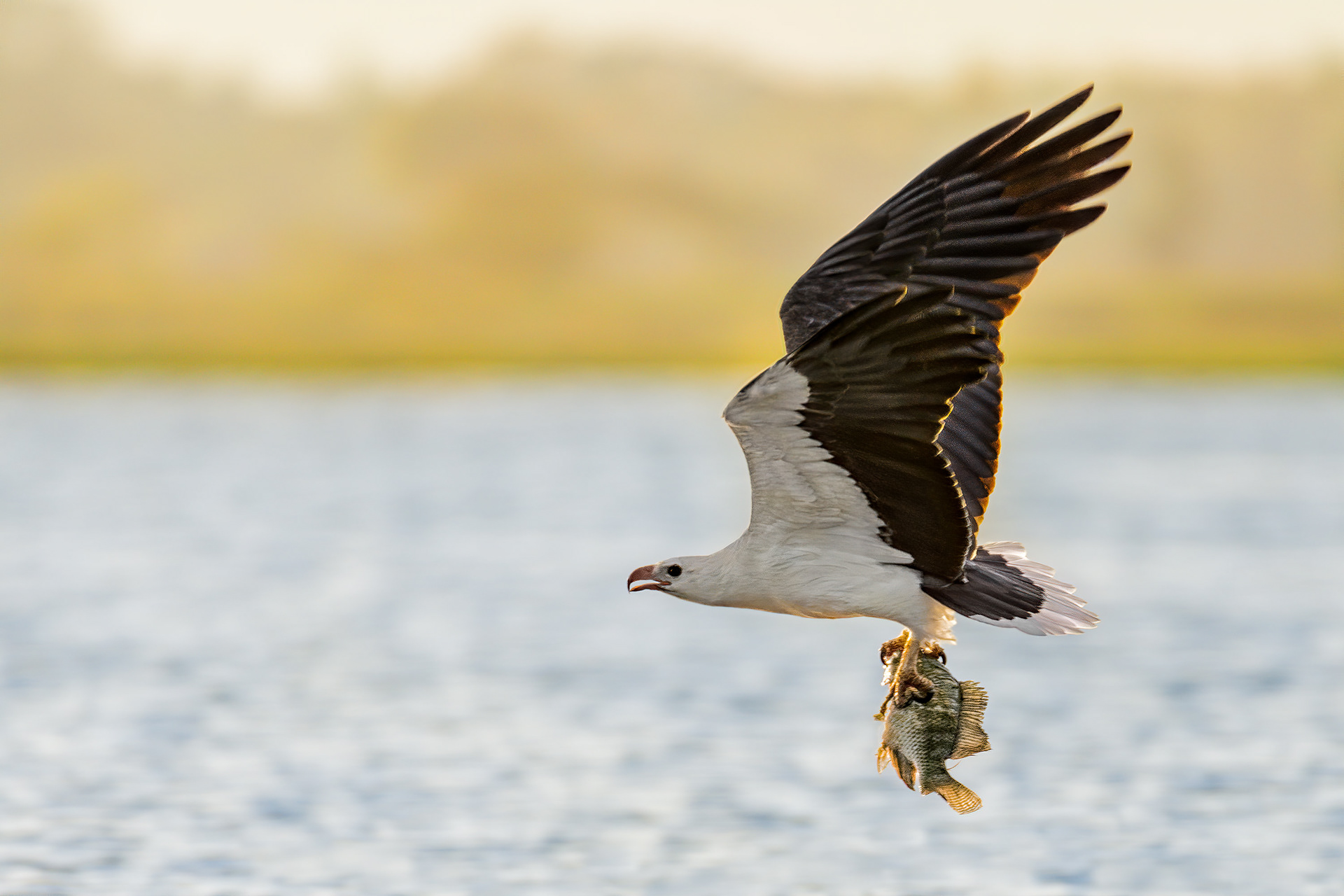 bird, white-bellied sea eagle, Tissa, Sri Lanka
