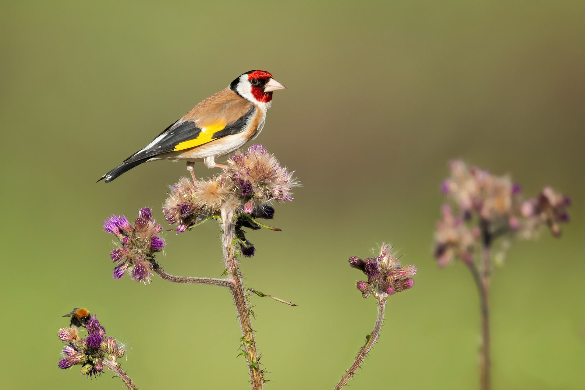 European Goldfinch (Raisio, Finland)