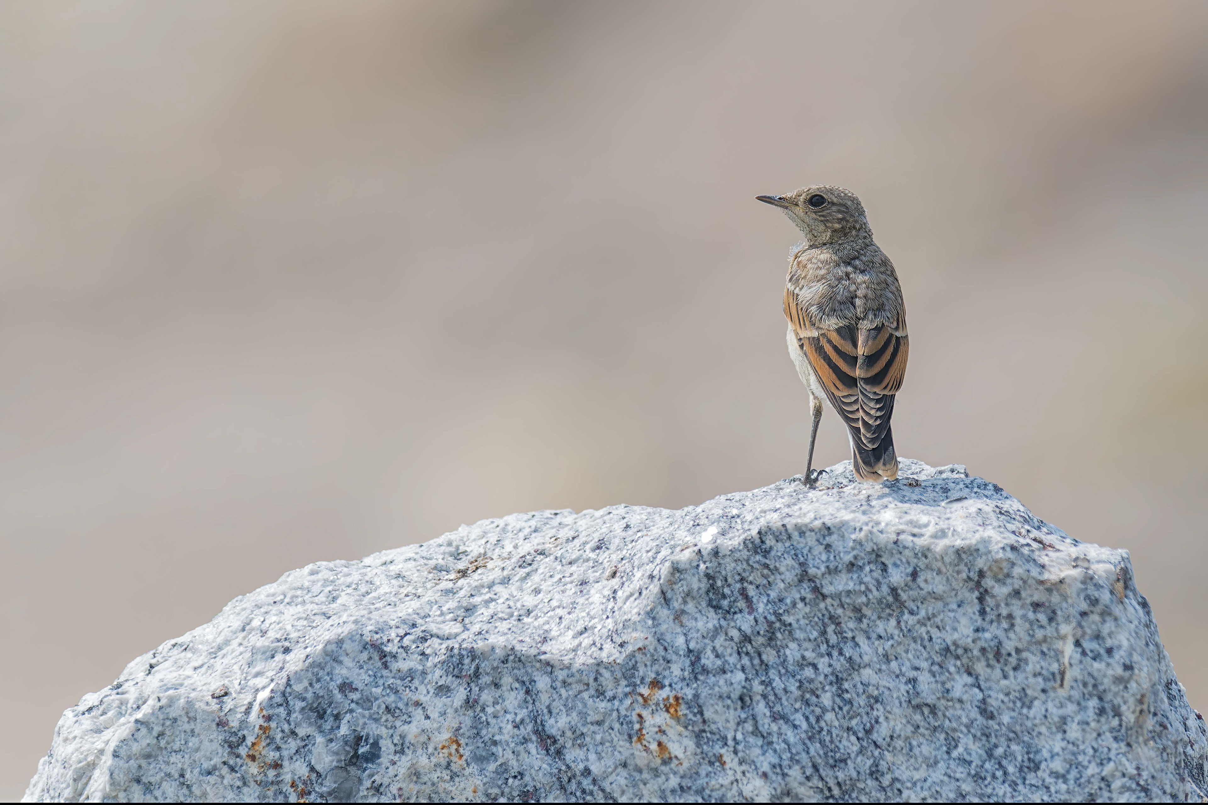 Northern Wheatear (Masku, Finland)