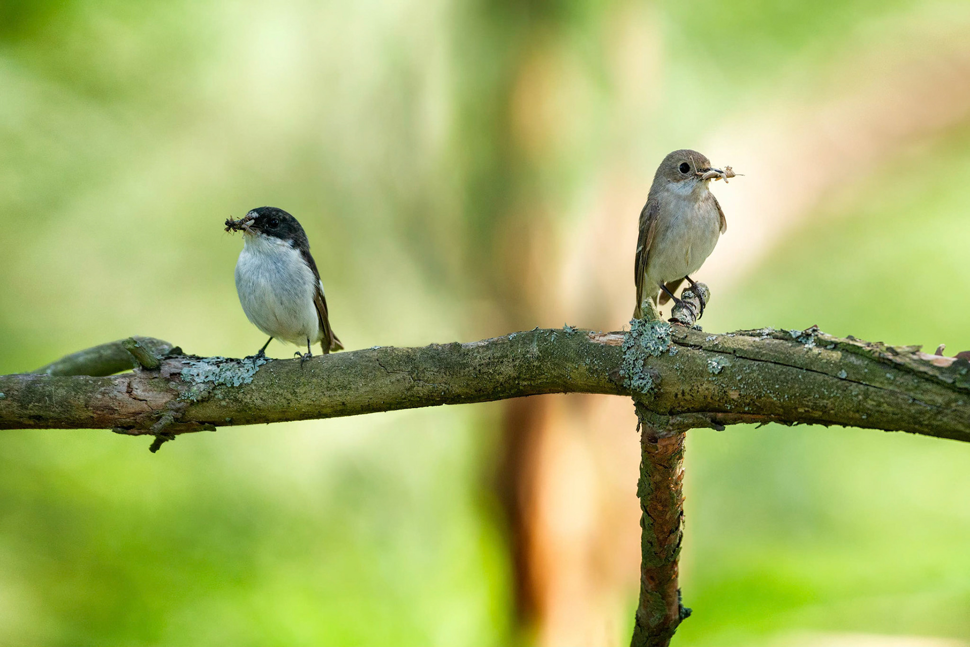 European Pied Flycatcher (Masku, Finland)