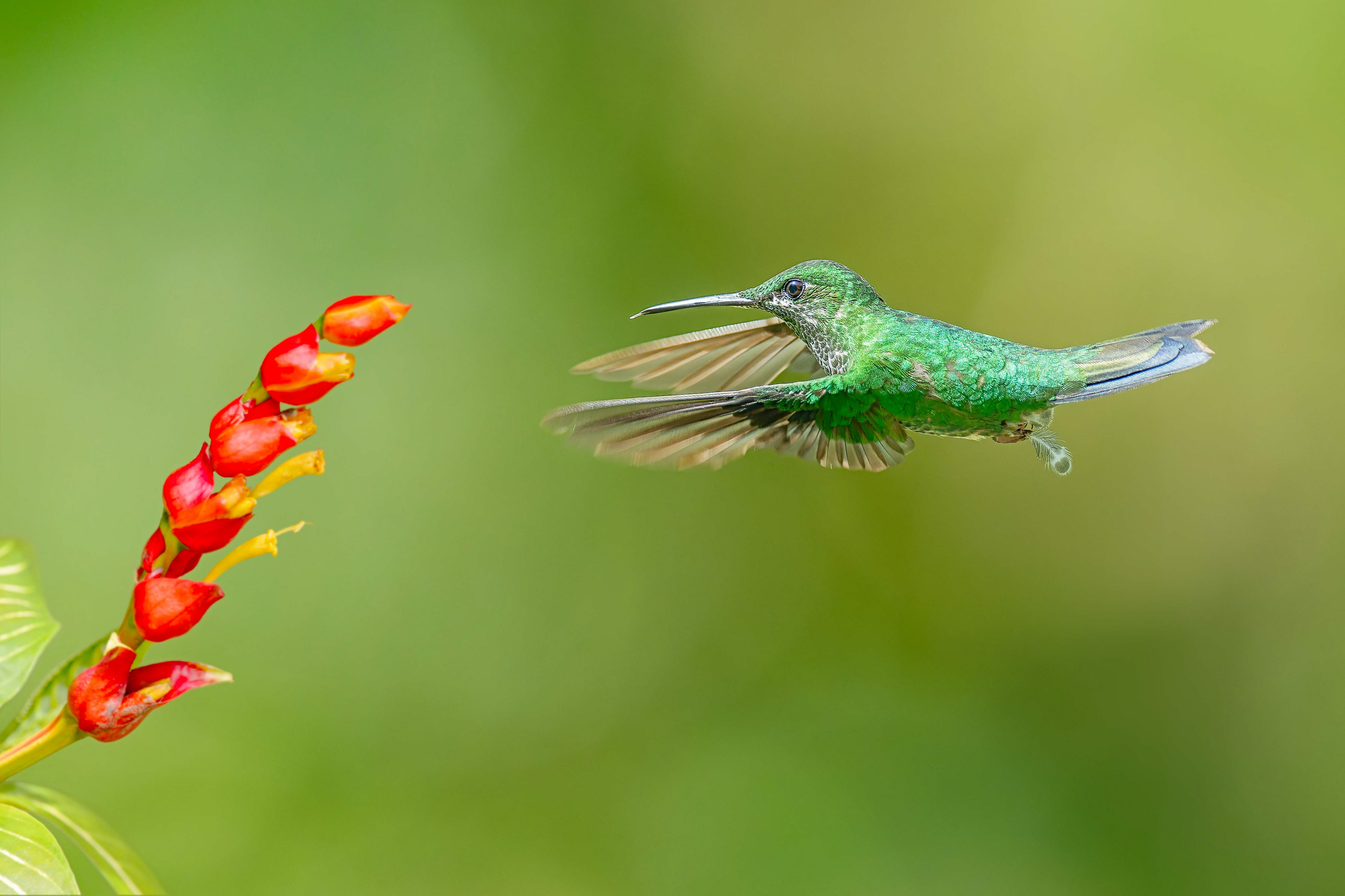 Green-crowned Brilliant (Boca Tapada, Costa Rica)