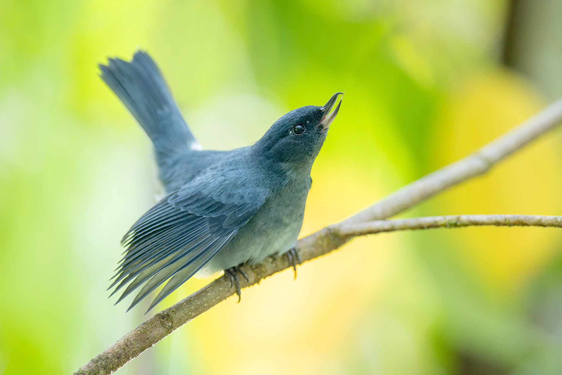 Slaty Flowerpiercer (Savegre, Costa Rica)