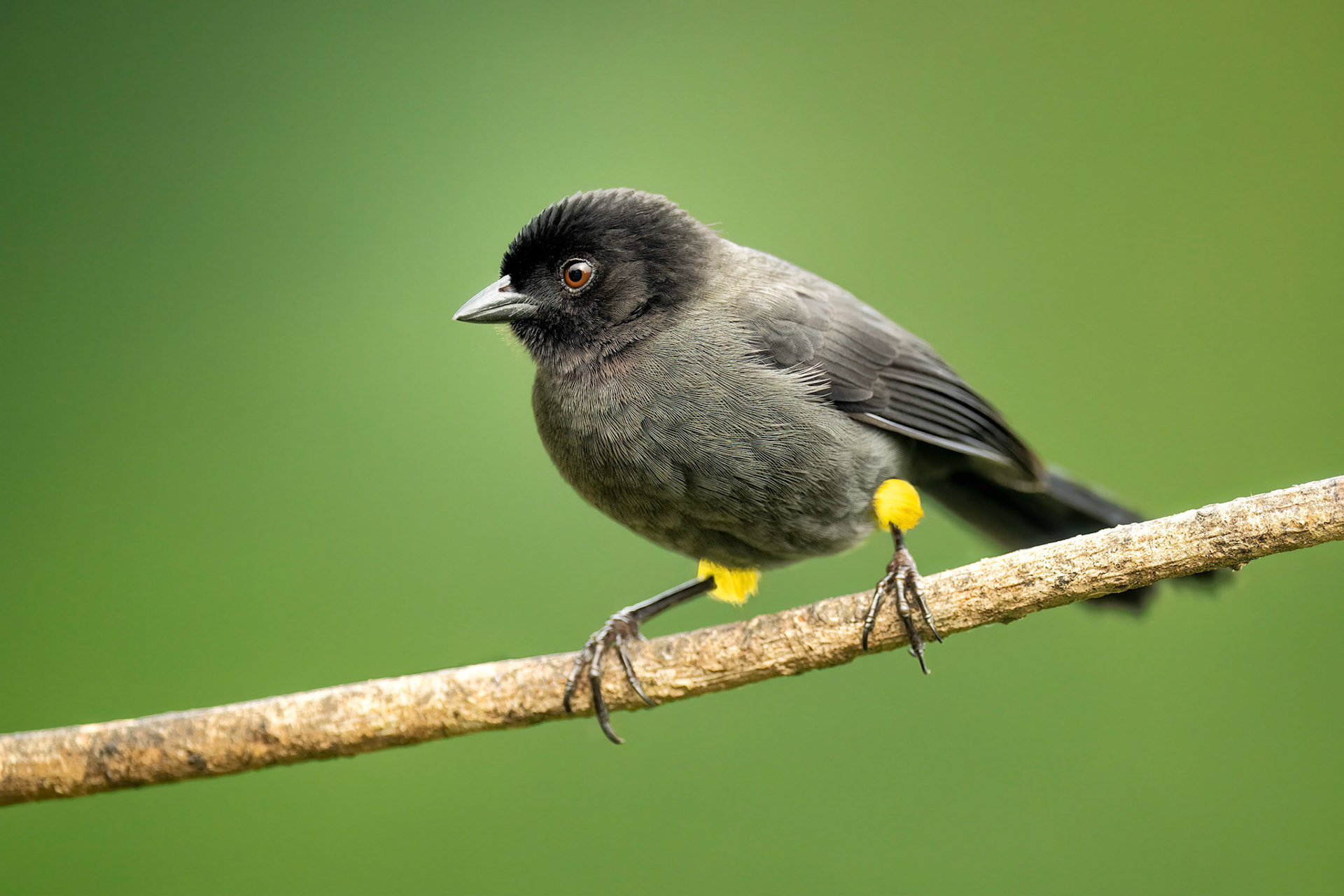 Yellow-thighed Brushfinch (Savegre, Costa Rica)