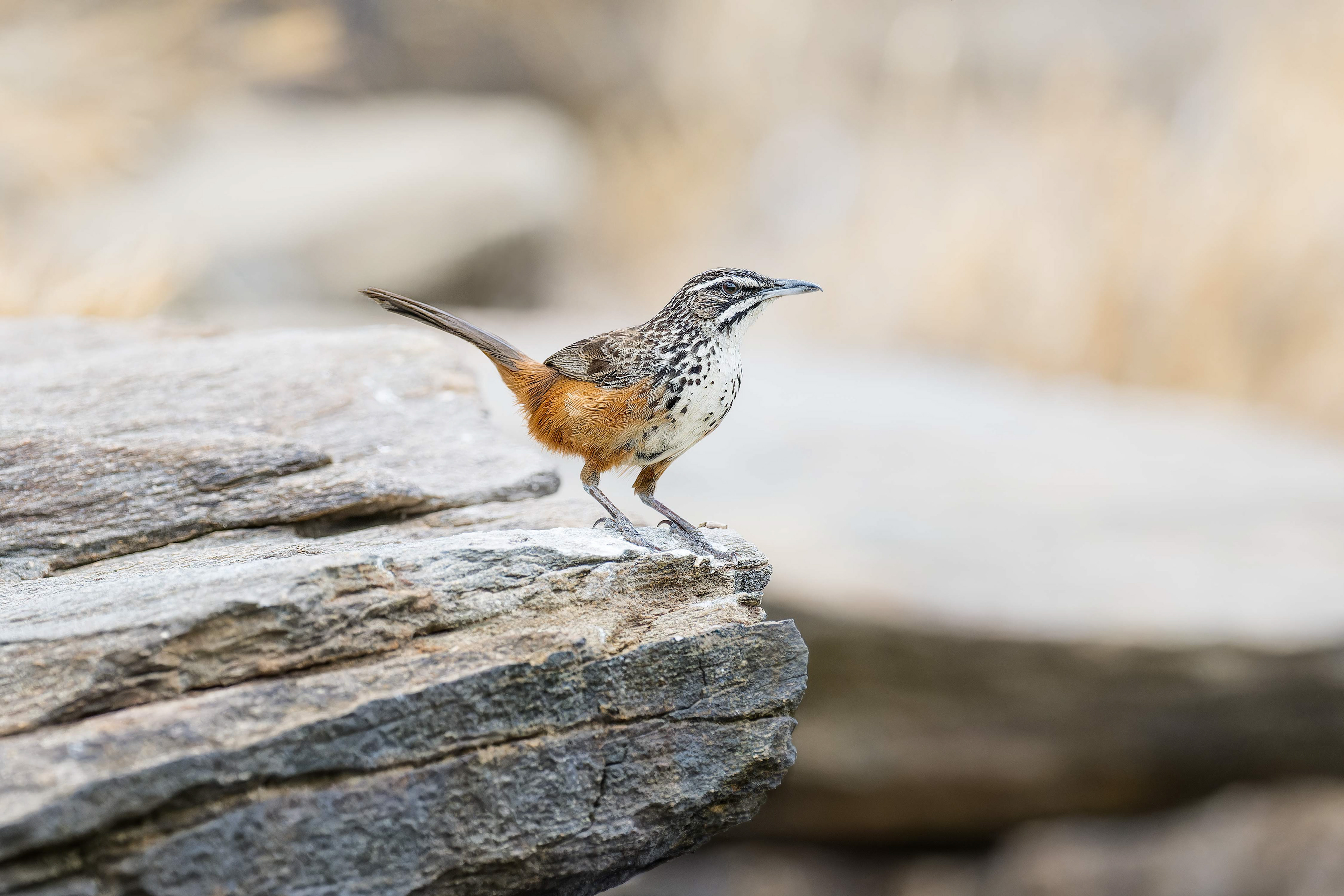 Rockrunner (Windhoek, Namibia)
