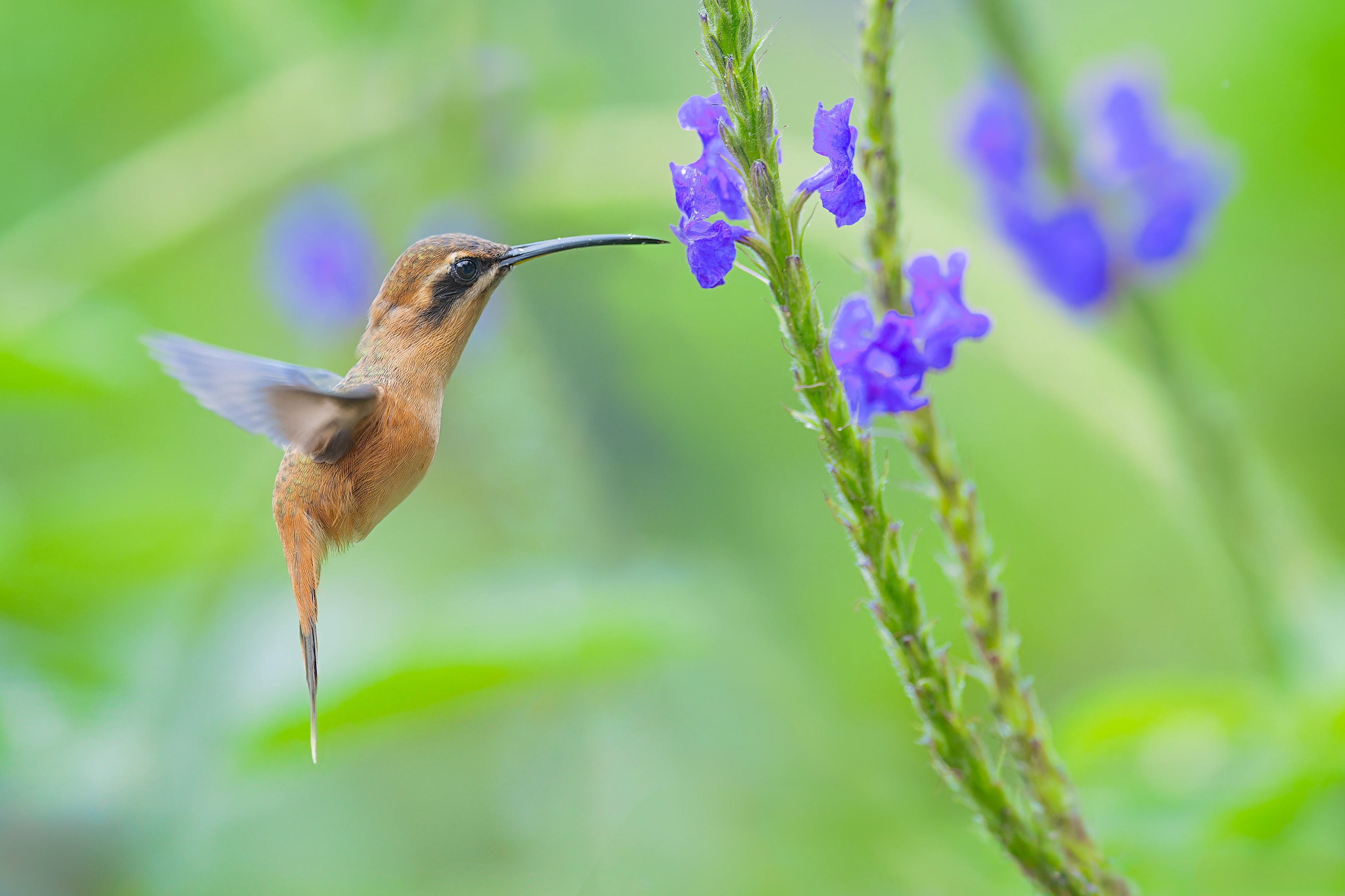 Stripe-throated Hermit (Arenal, Costa Rica)