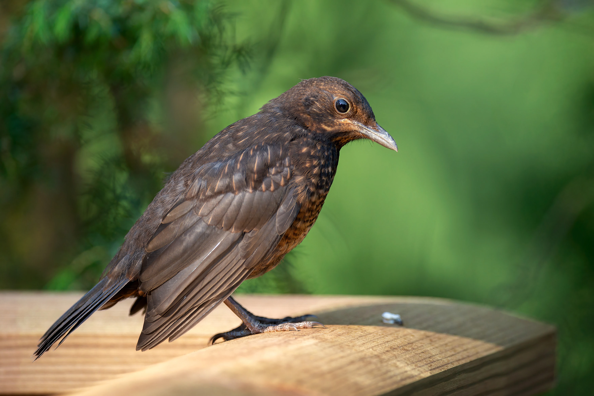 bird, blackbird, Masku, Finland