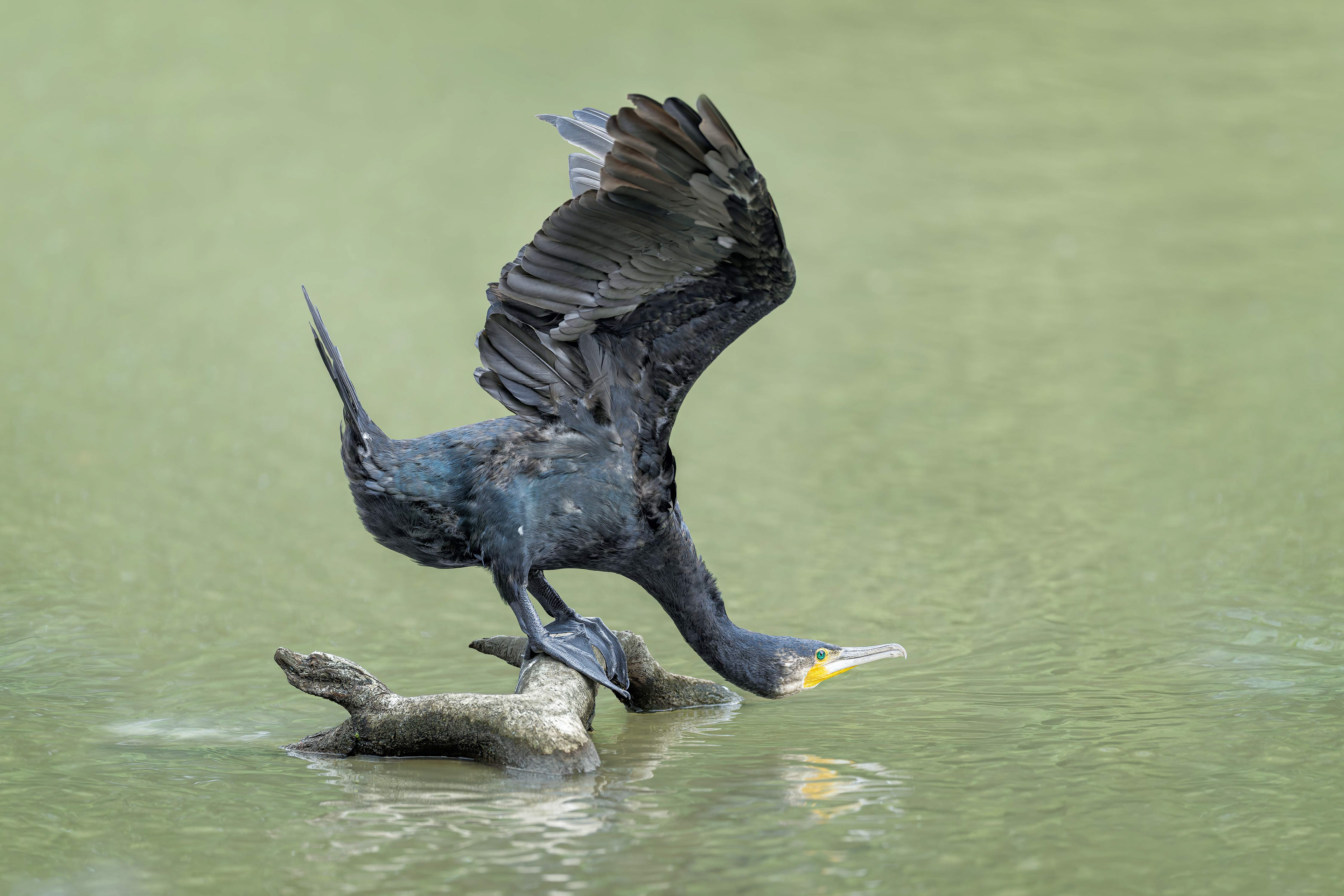 Great Cormorant (Brussels, Belgium)