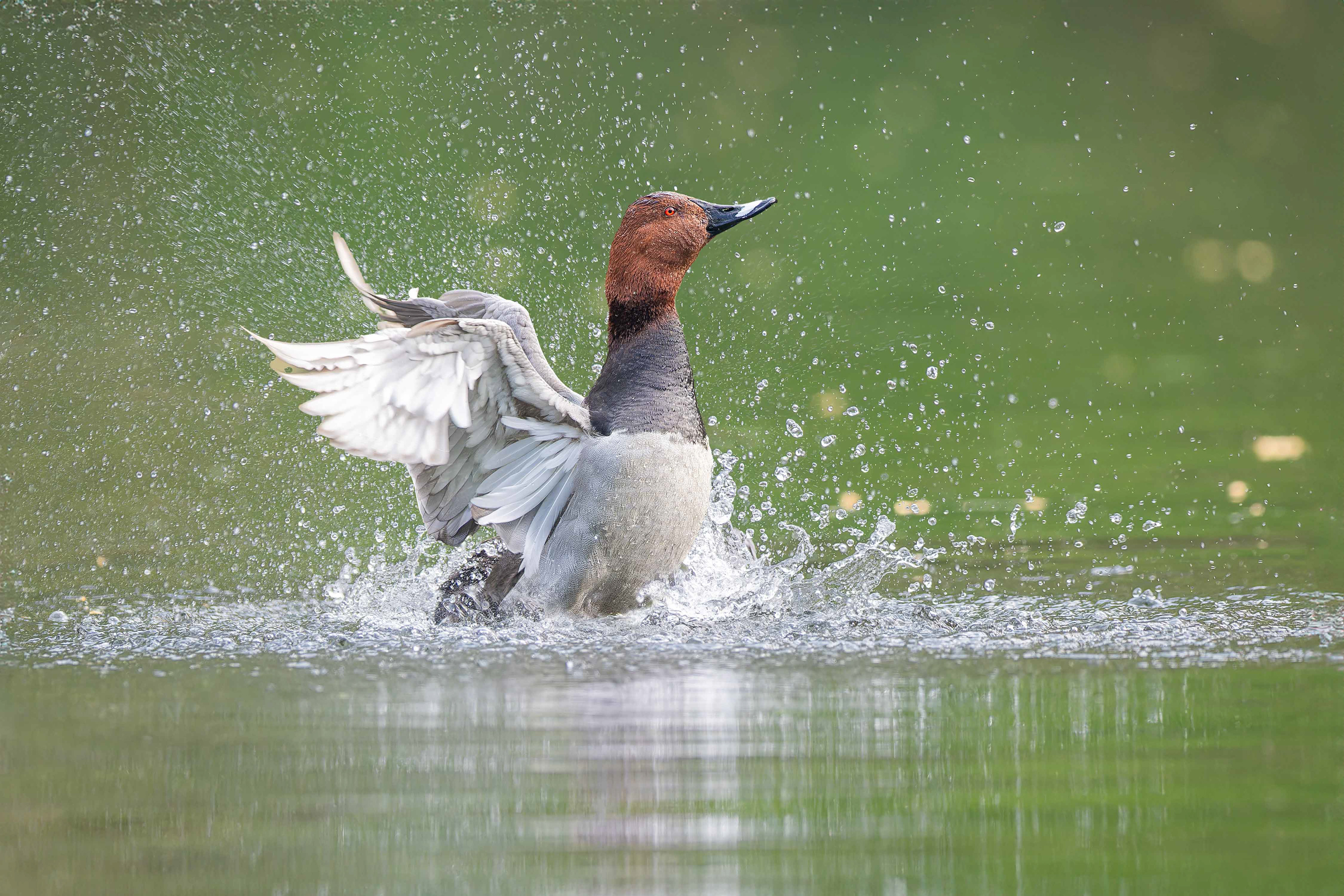 Common Pochard (Brussels, Belgium)