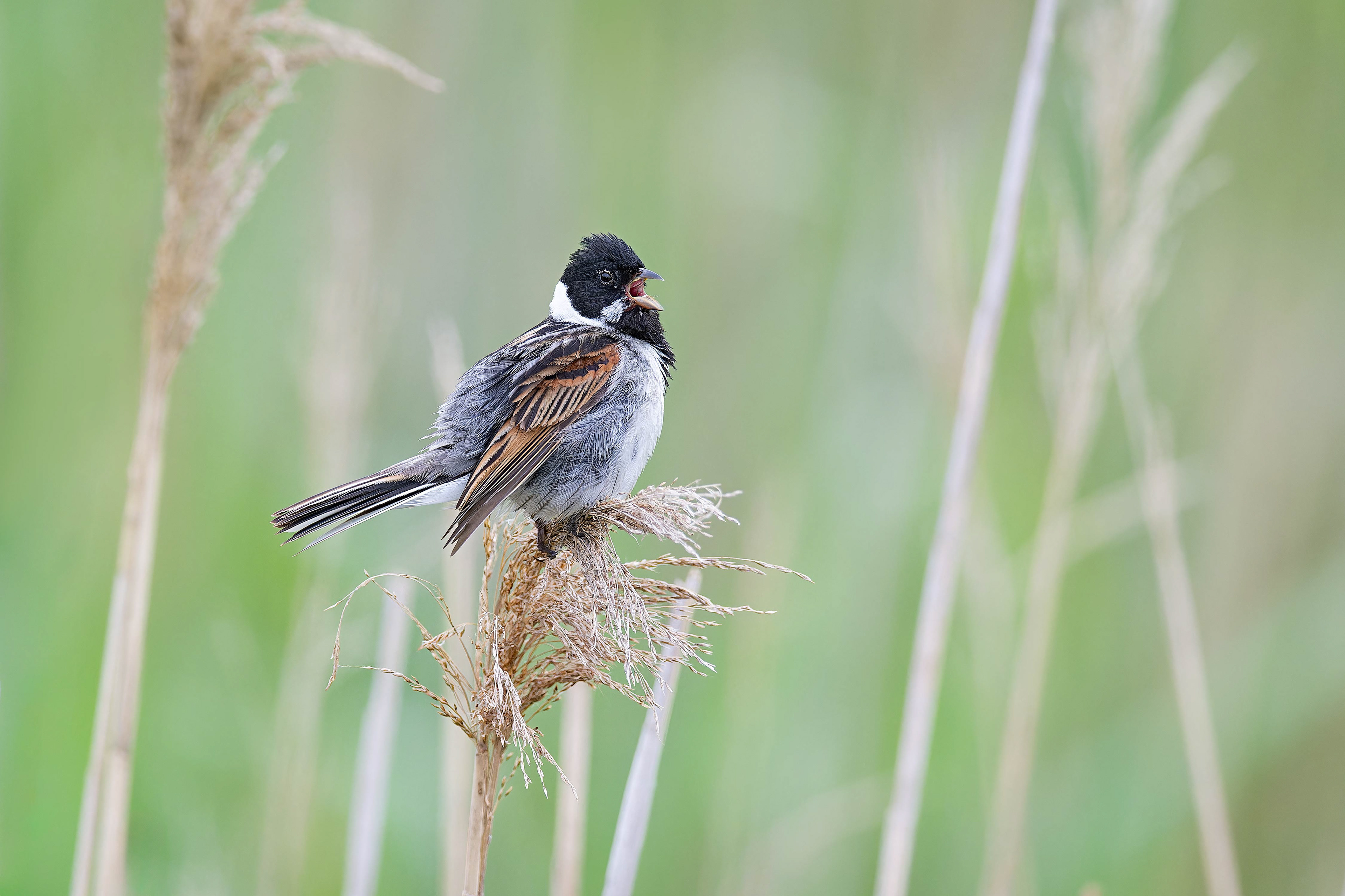Common Reed Bunting (Mikulov, Czech Republic)