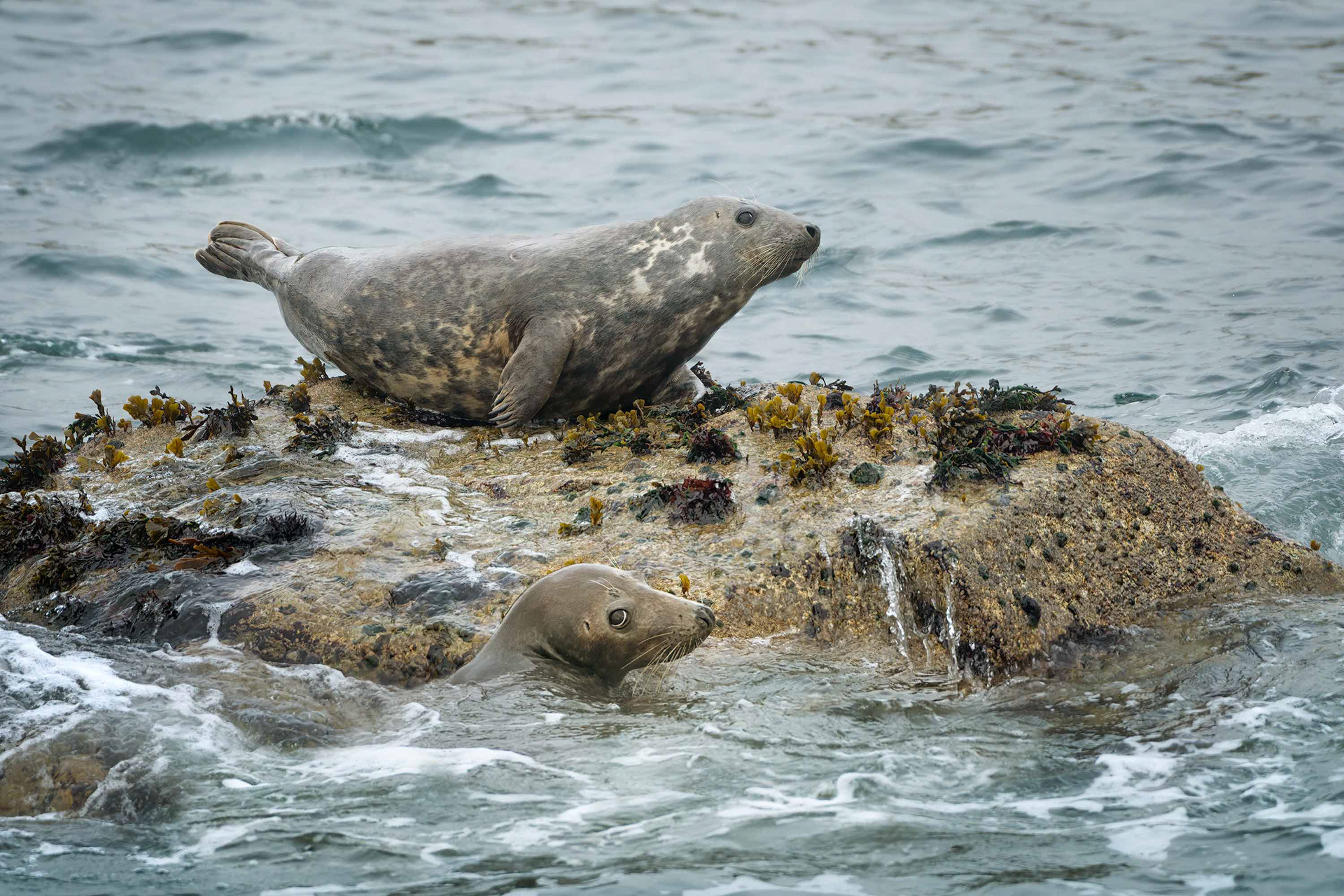 grey seal, France, Perros Guirec
