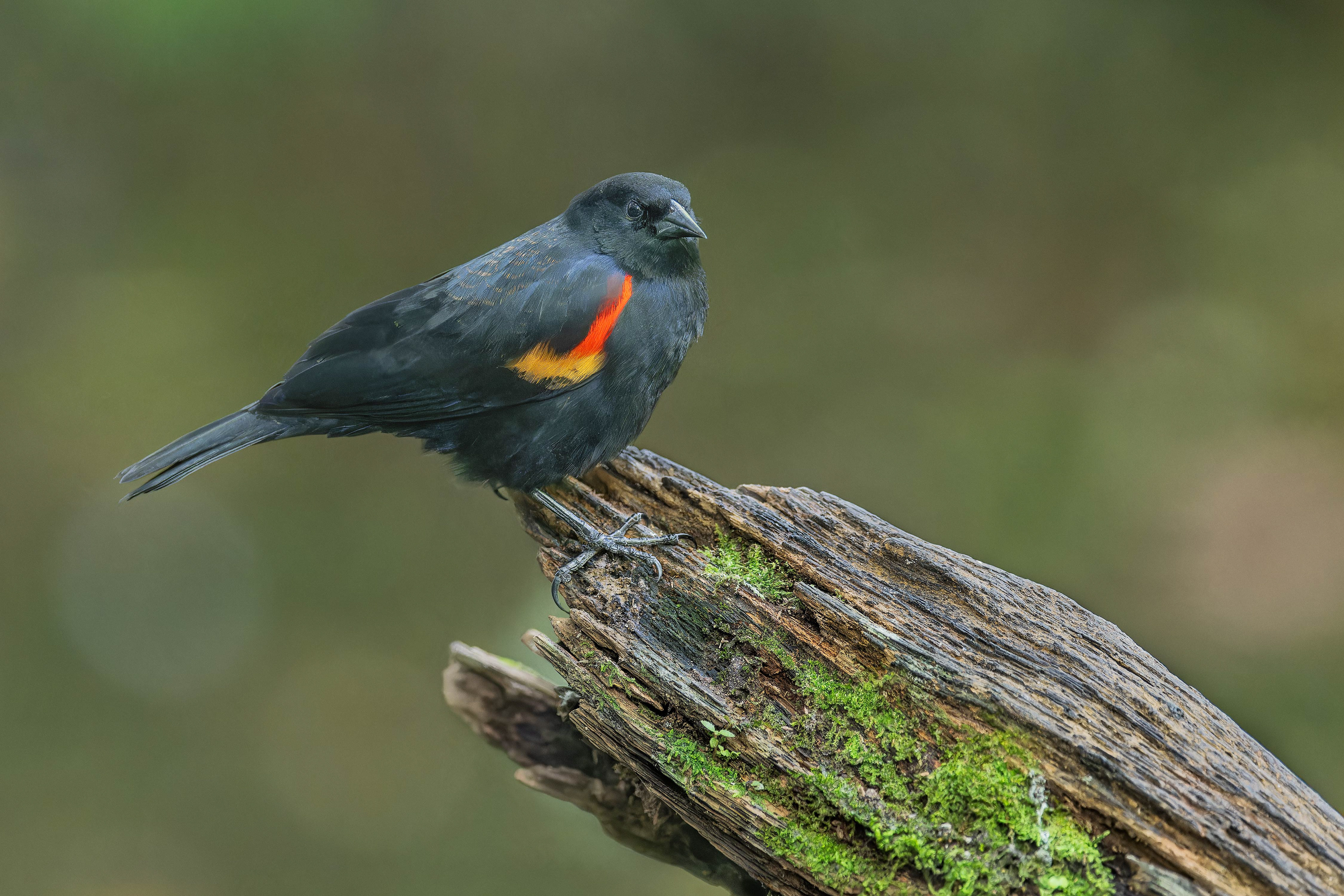 Red-winged Blackbird (Sarapiqui, Costa Rica)