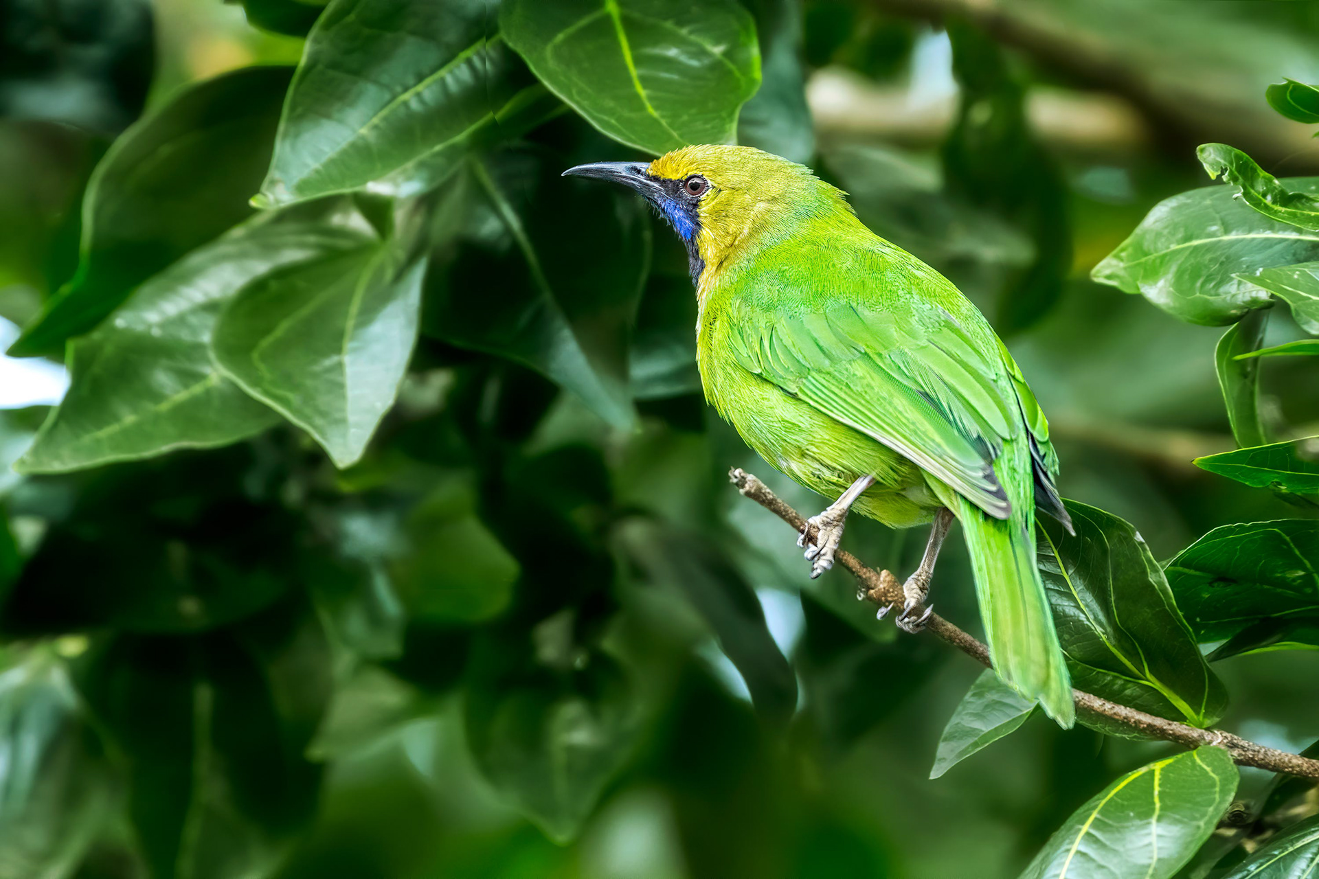 bird, male, Jerdon's leafbird, Yala, Sri Lanka