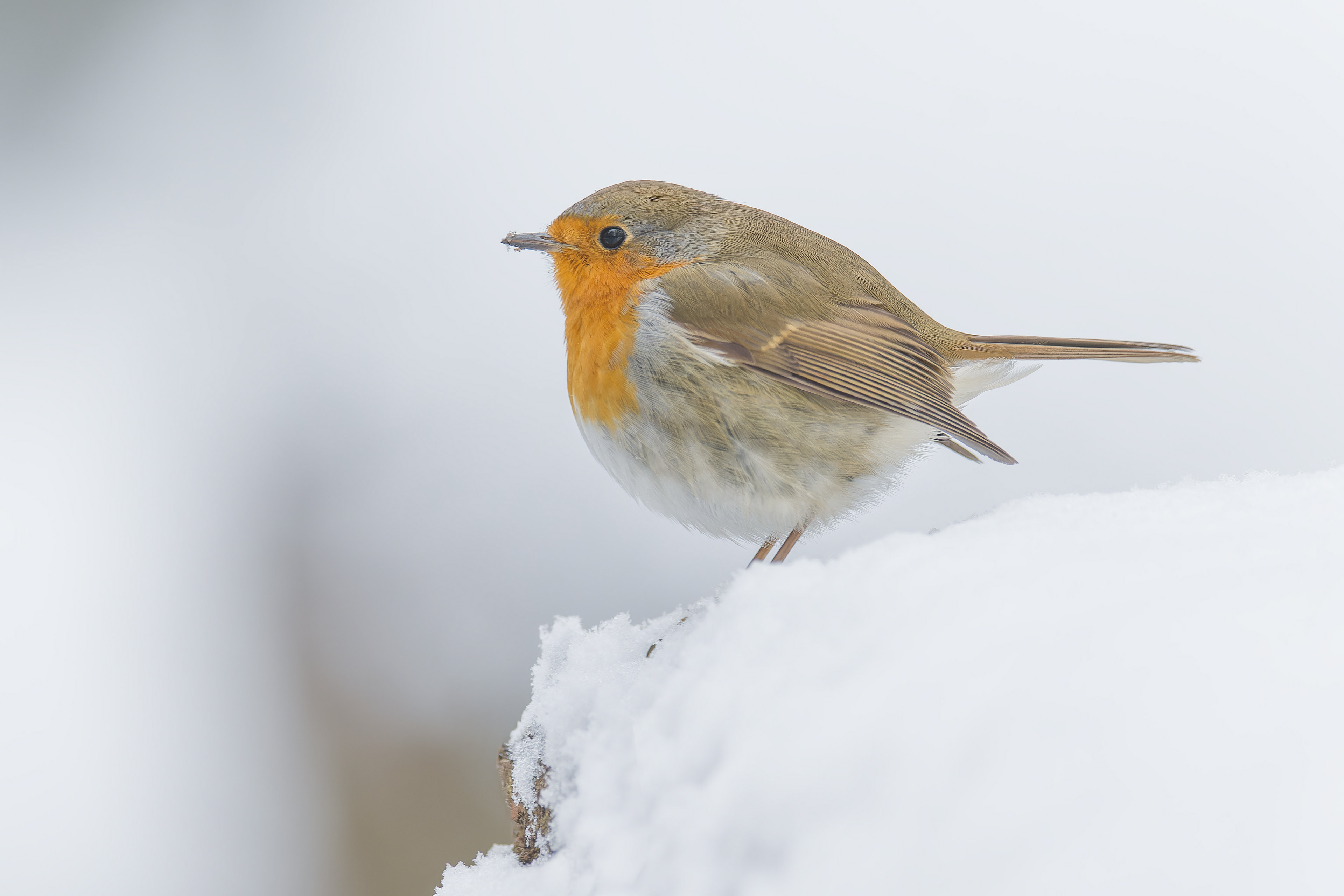 European Robin (Brussels, Belgium)