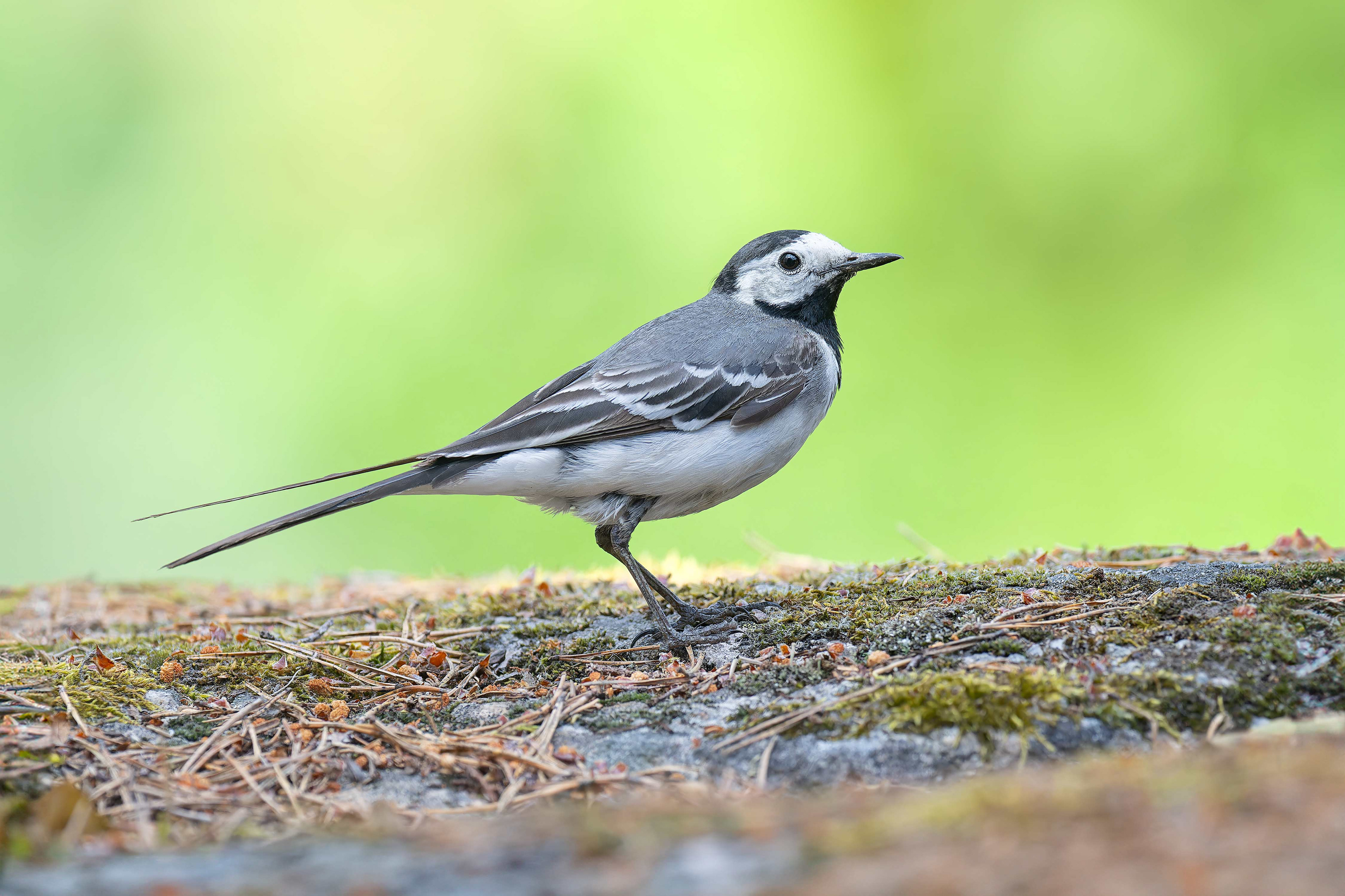 White Wagtail (Masku, Finland)